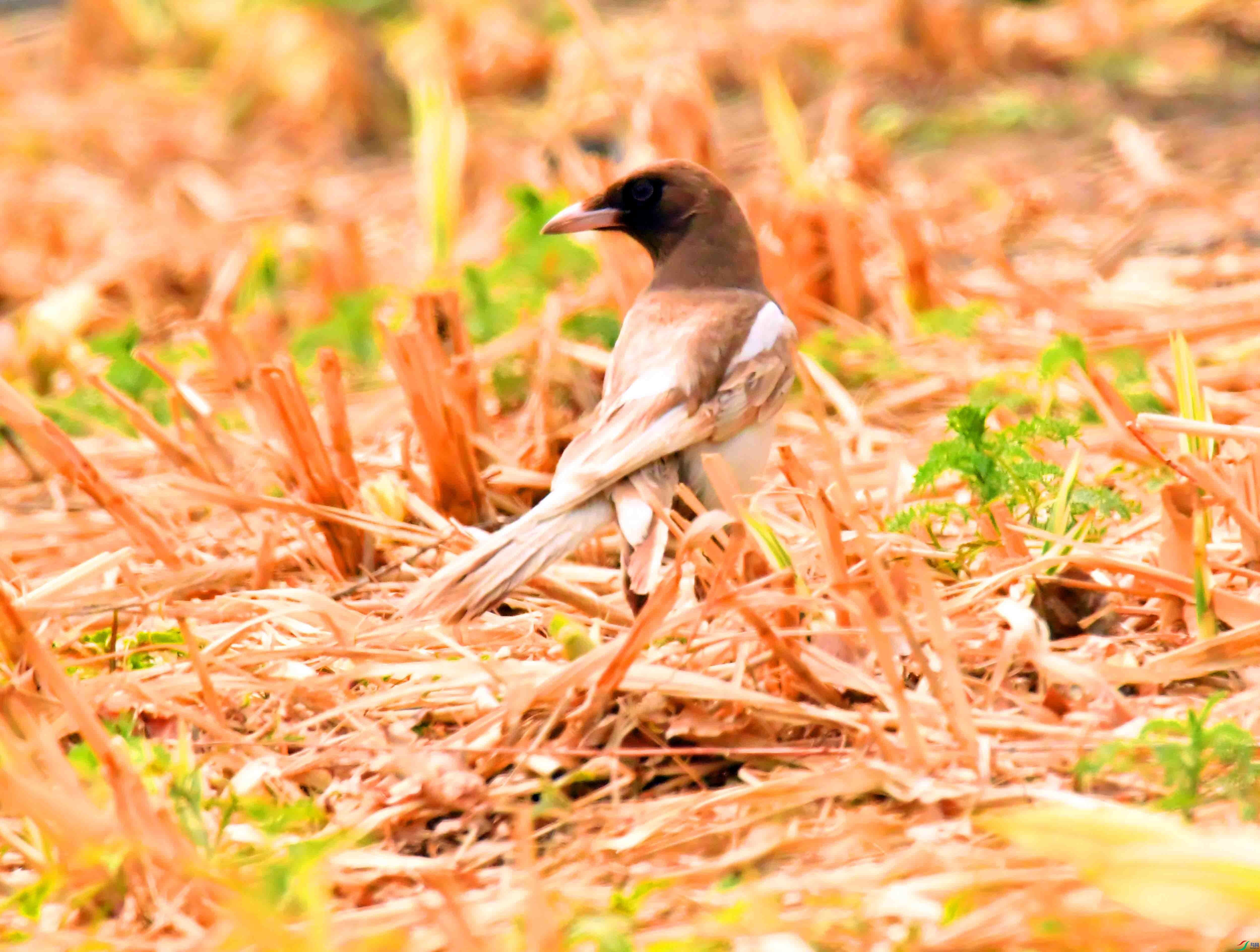DSC_5270.JPG
