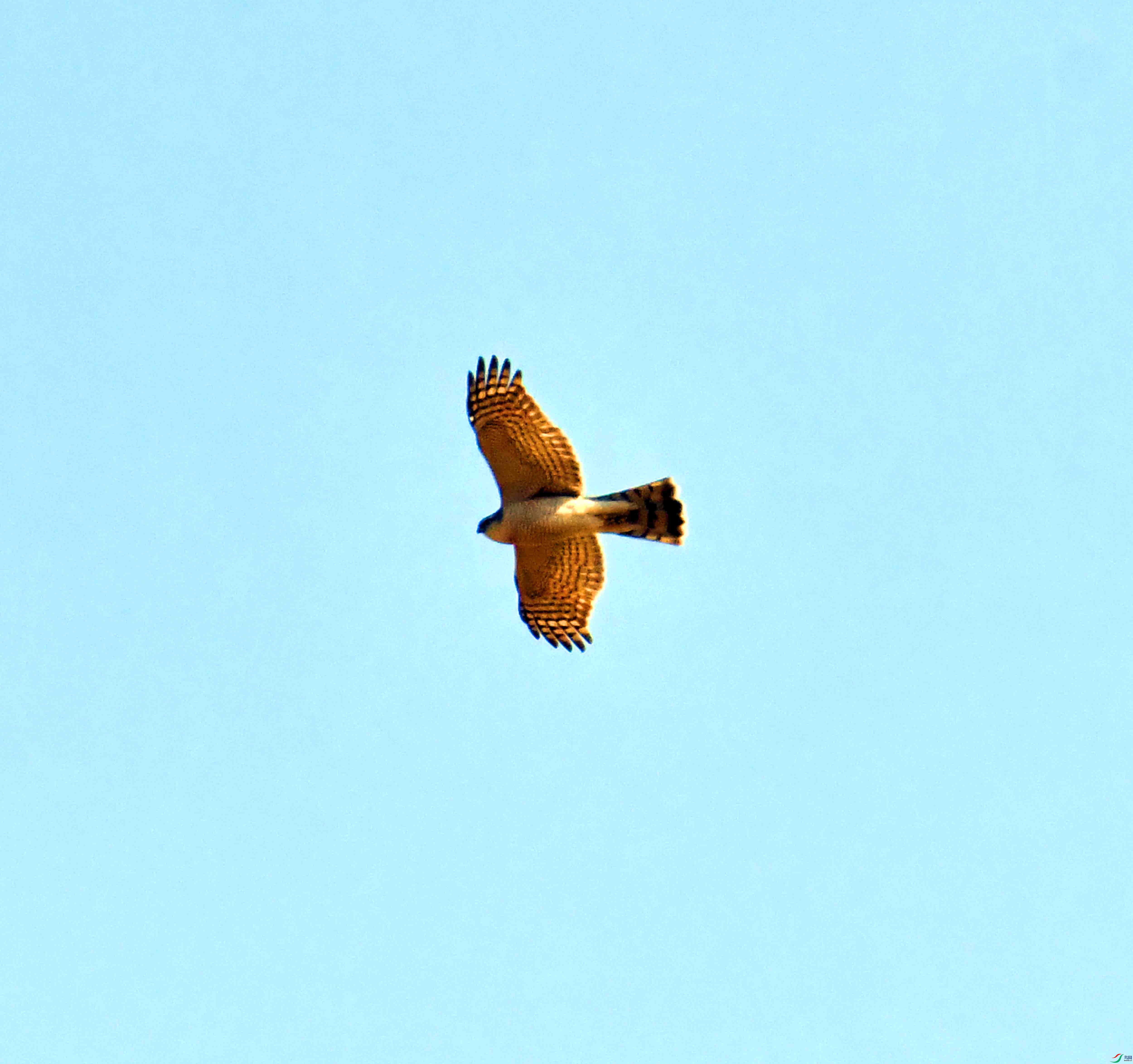 DSC_1105.JPG