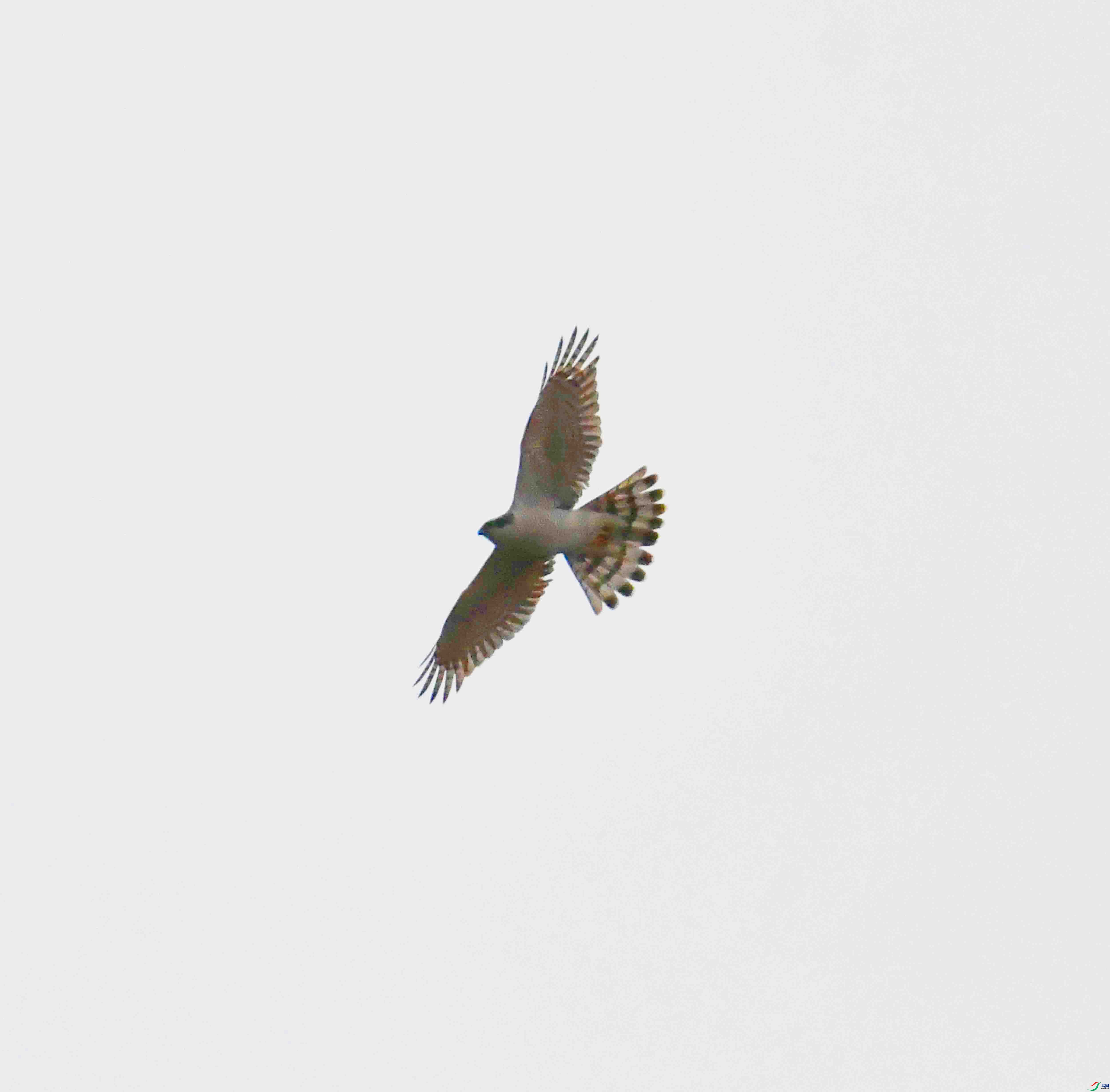 DSC_7065.JPG
