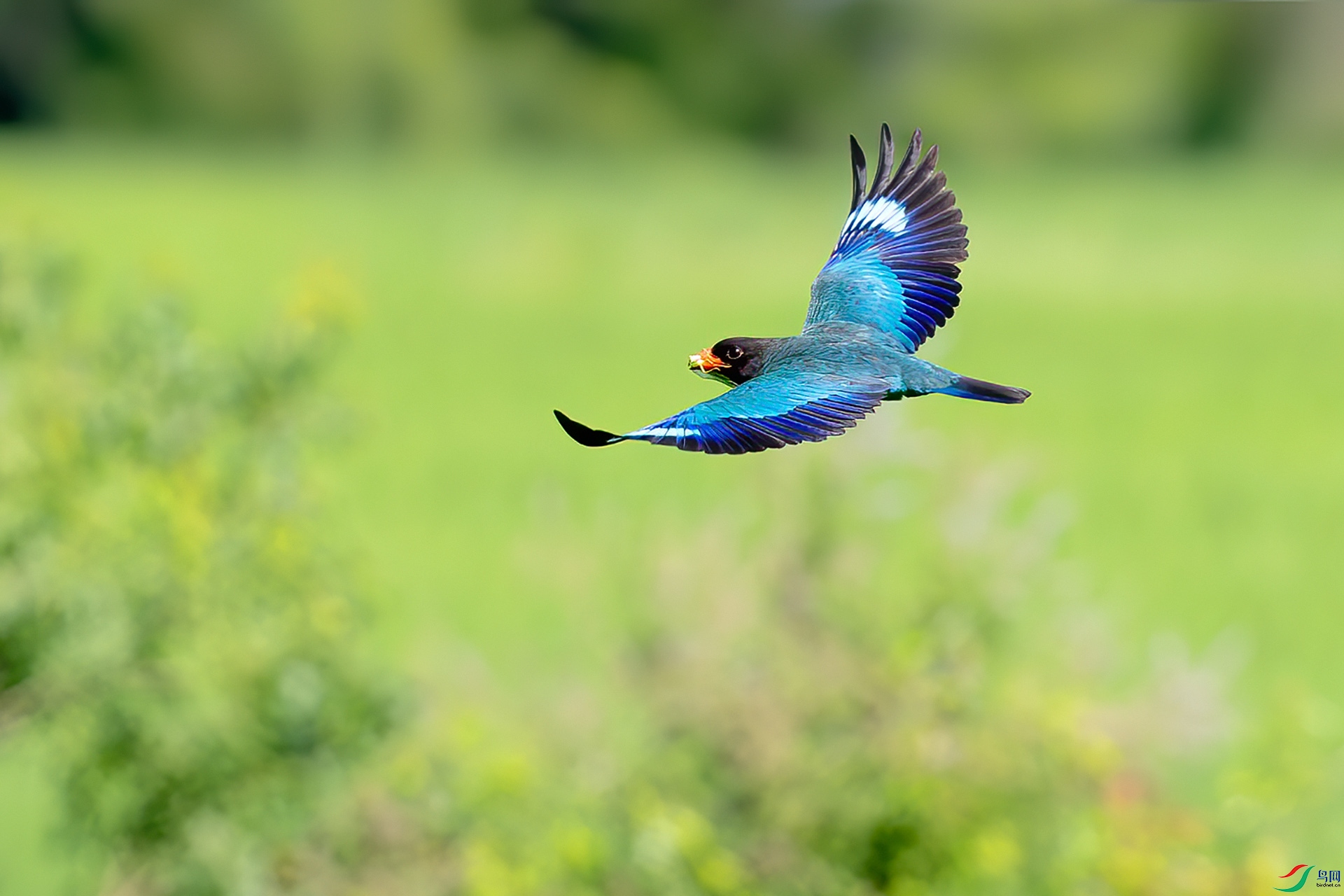 0D1A4627-8.jpg