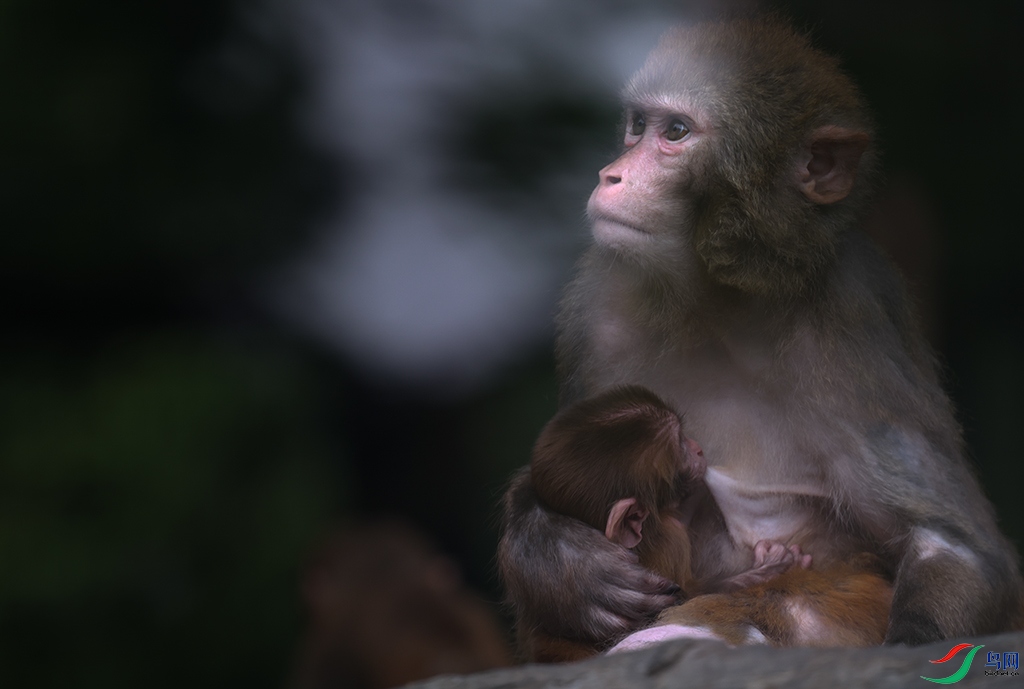 558A3916-2 ���� 2.jpg