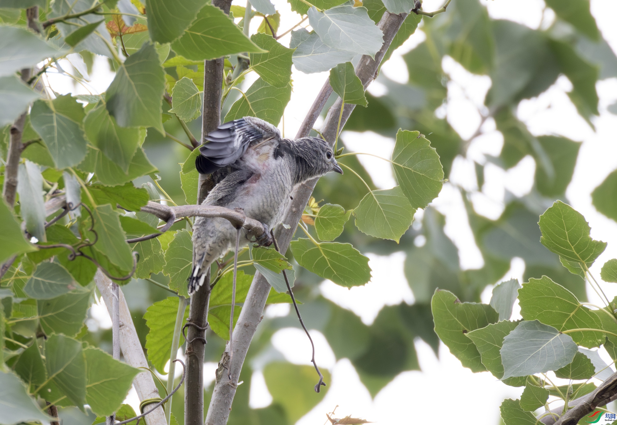 2I1A0629-����ǿ-NR ����.jpg