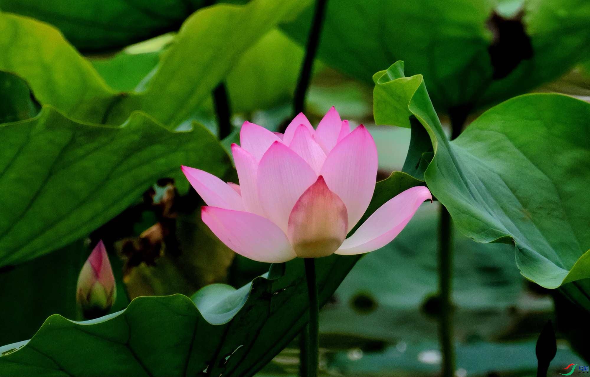 ���պ���