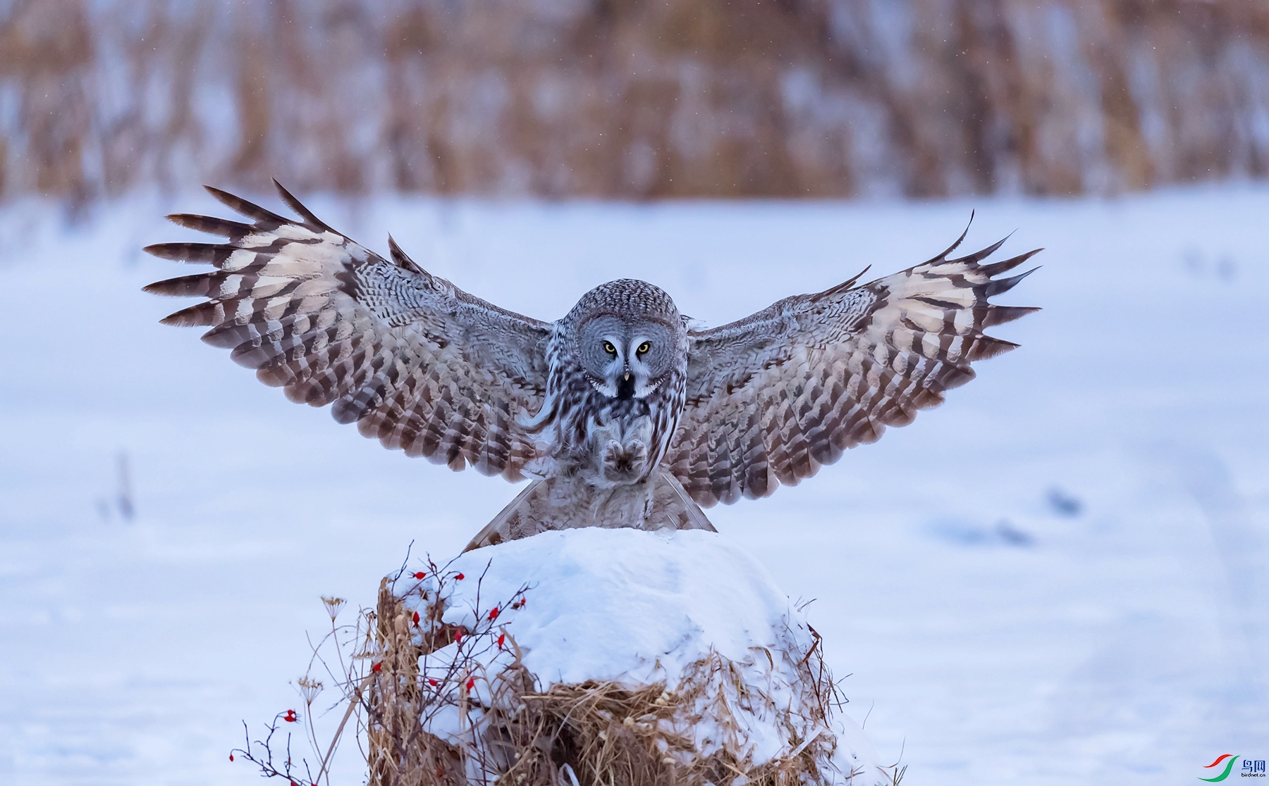 DSC_1569.jpg