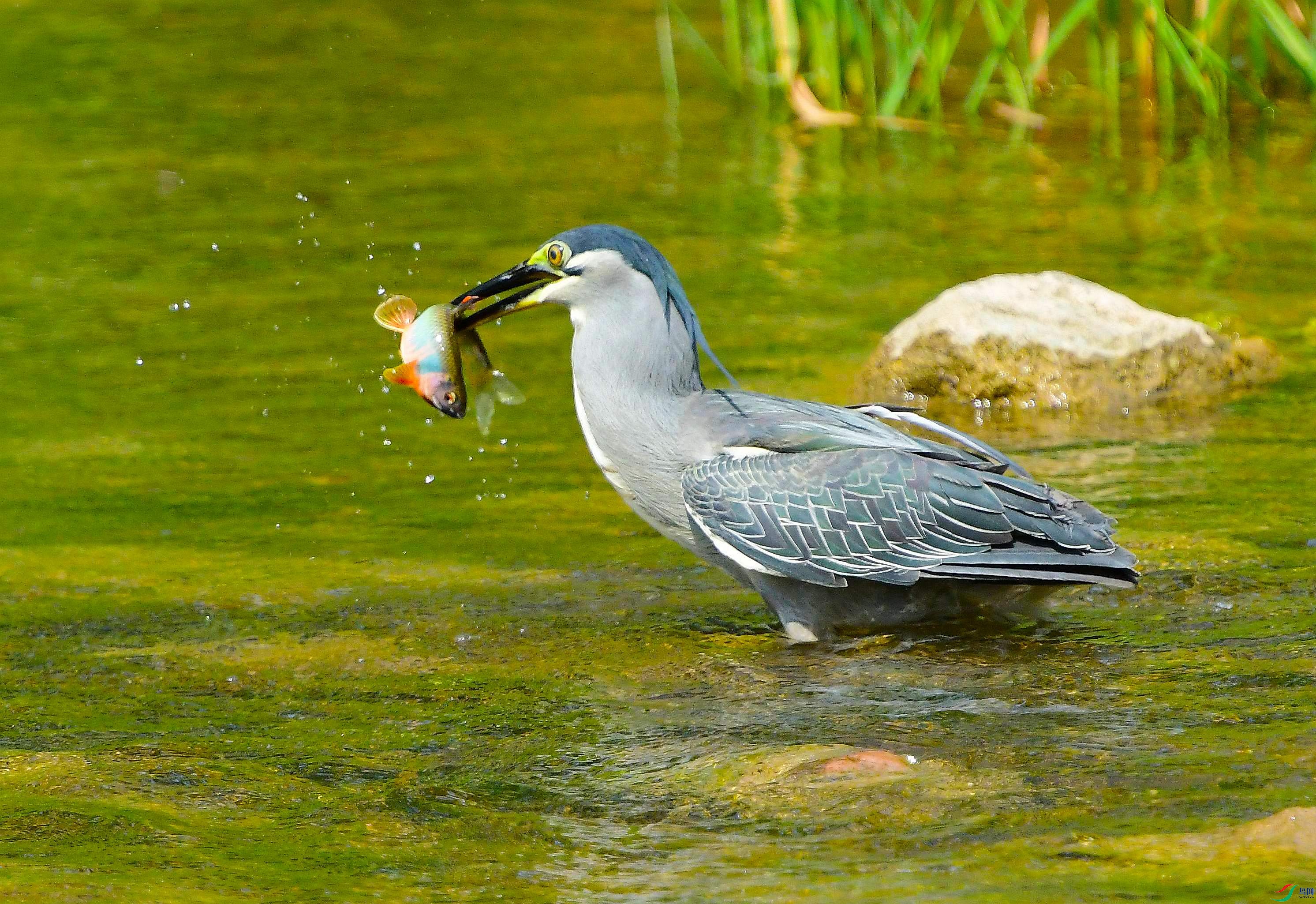 DSC_7178.JPG