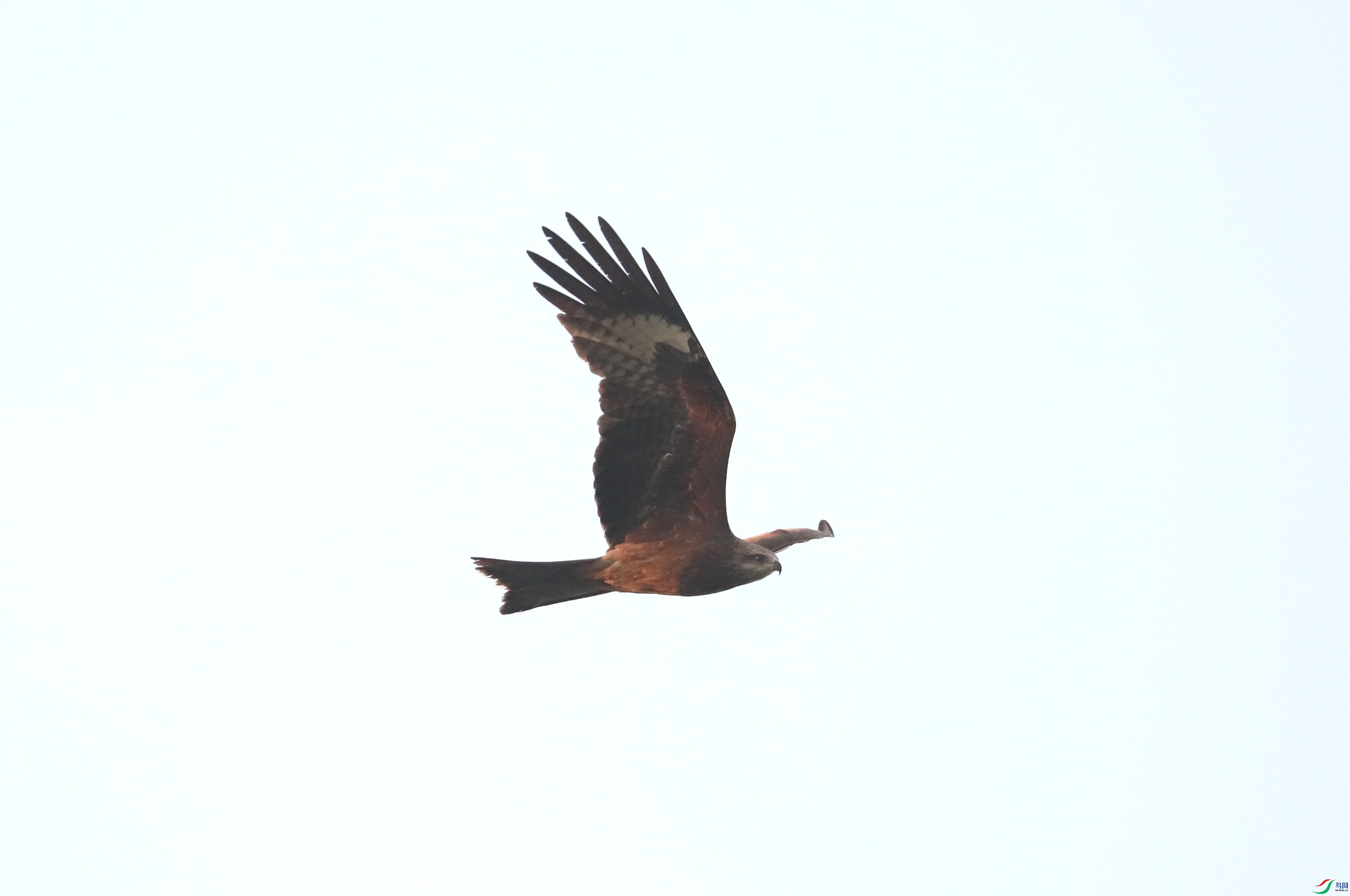 BL7A8568.JPG