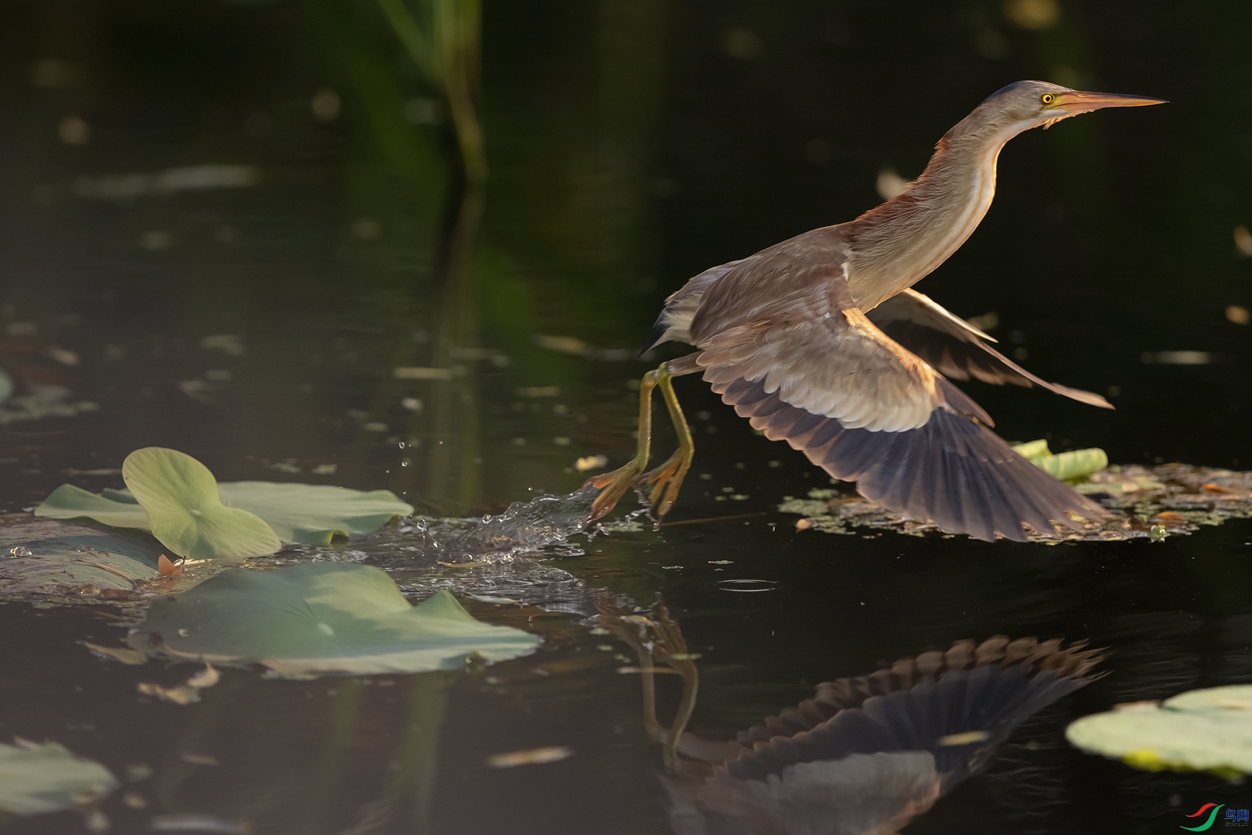 ��έ�Z----��������̤����