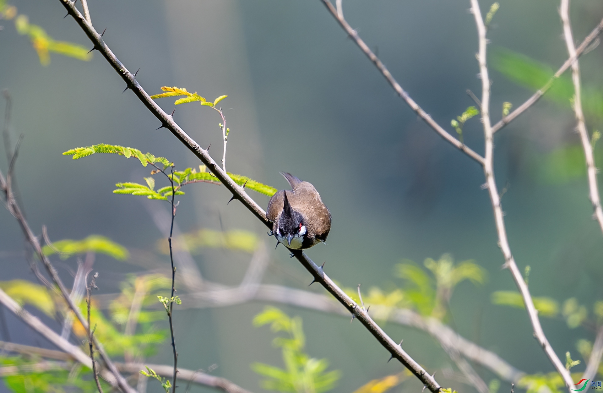 DSC_0177.jpg