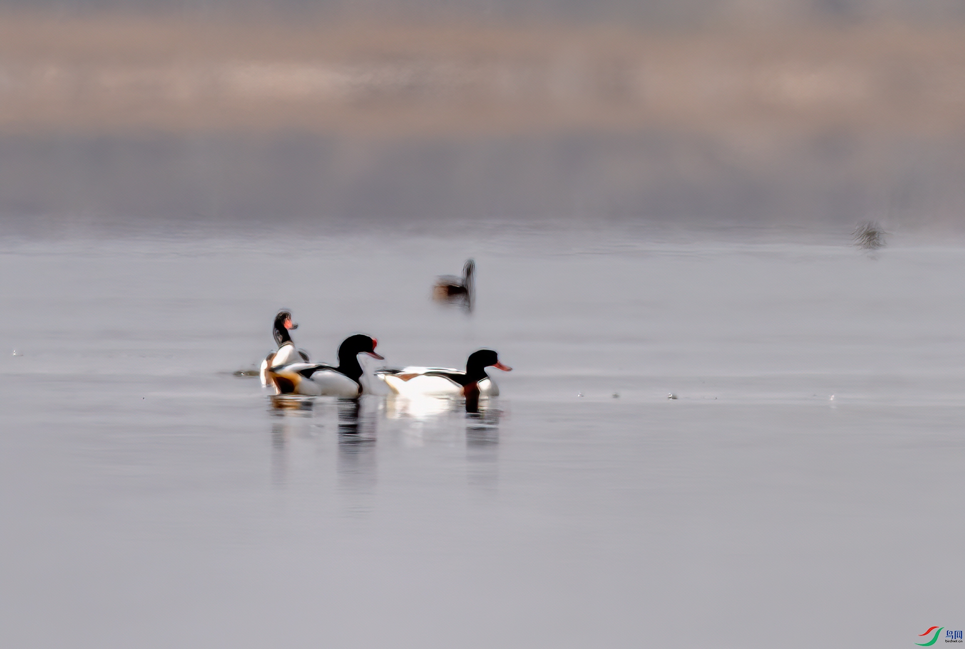 DSC_3874-11.jpg