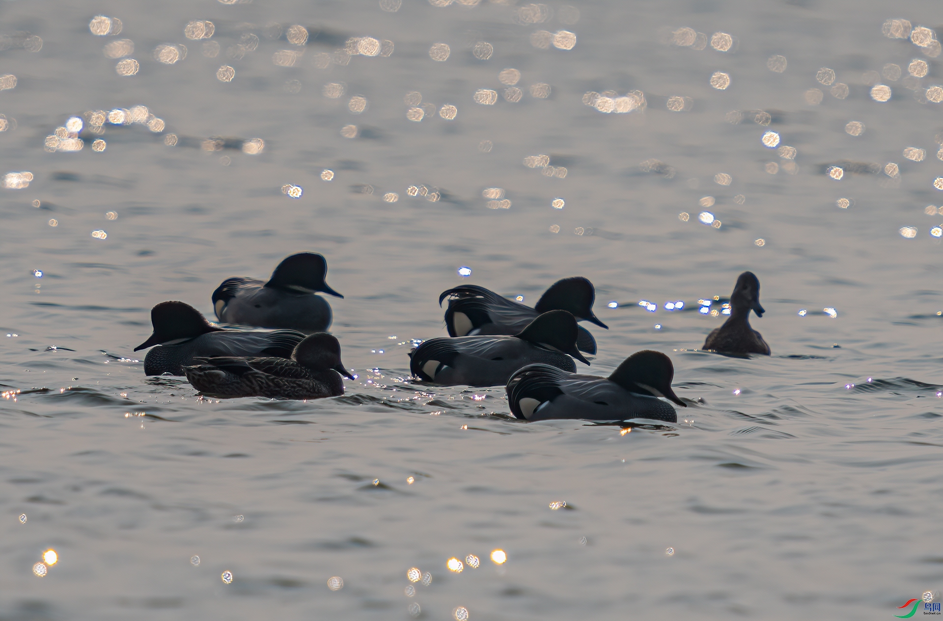 DSC_2483-11.jpg