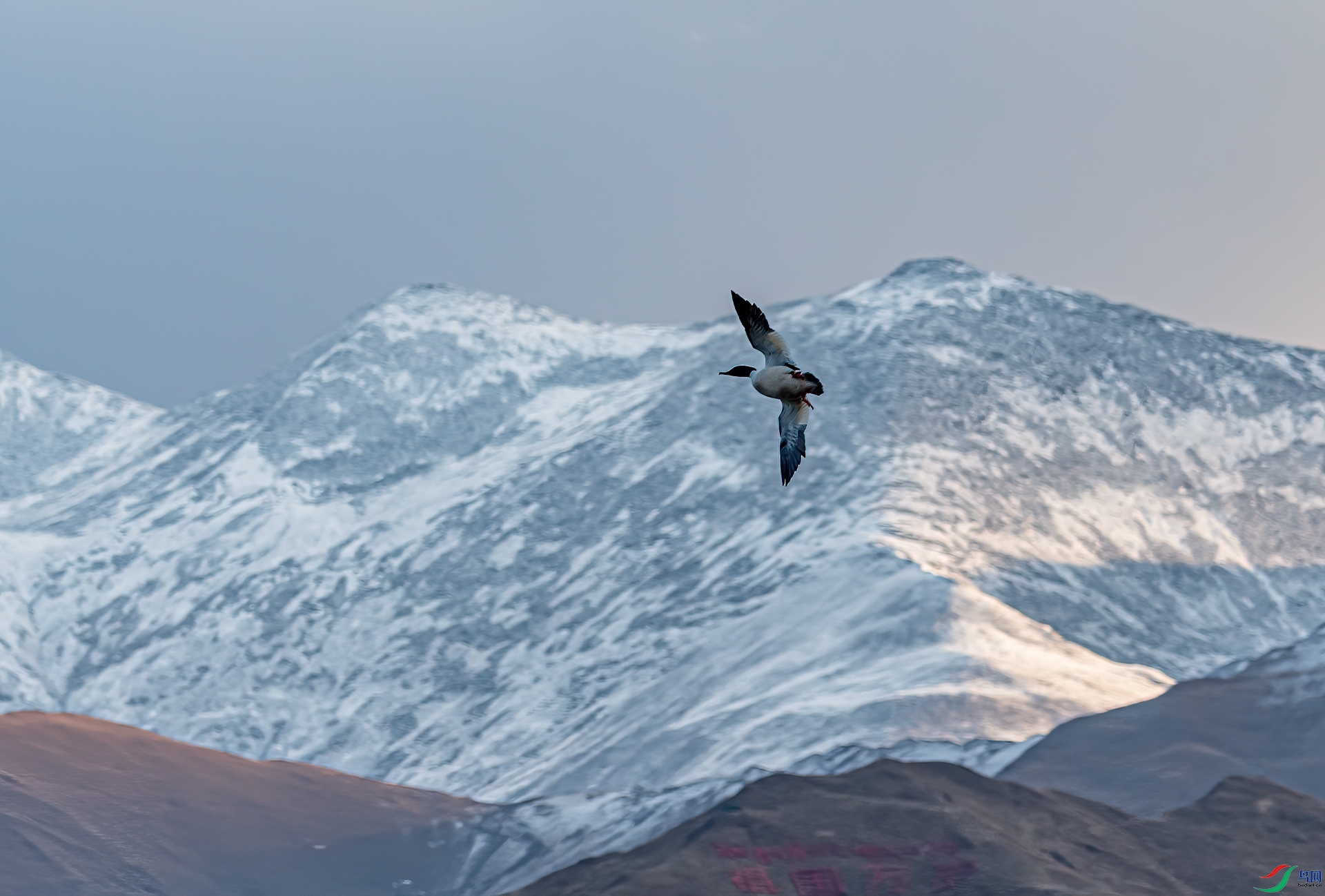 DSC_1603-11.jpg