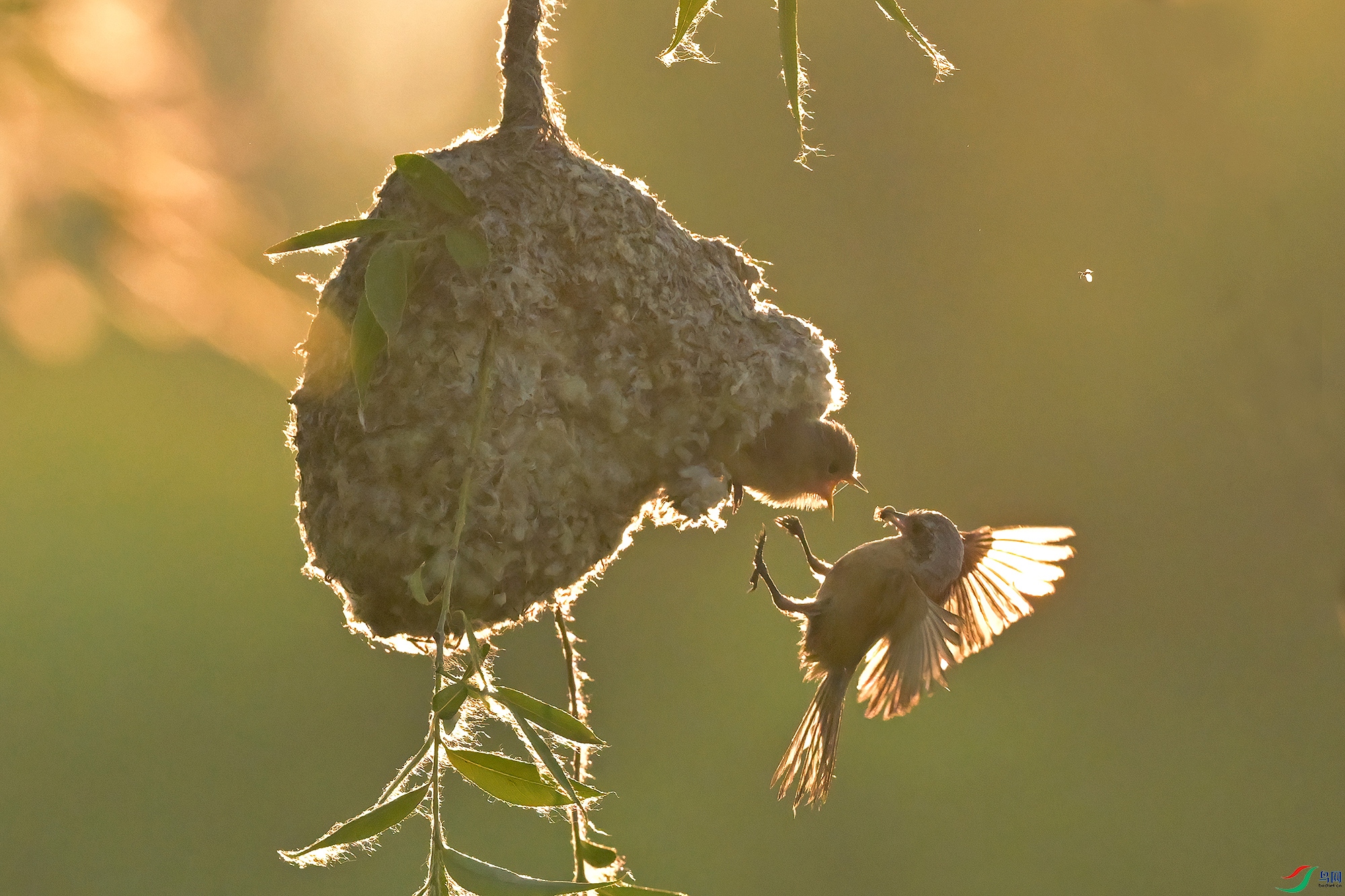 DSC_2249-V.jpg