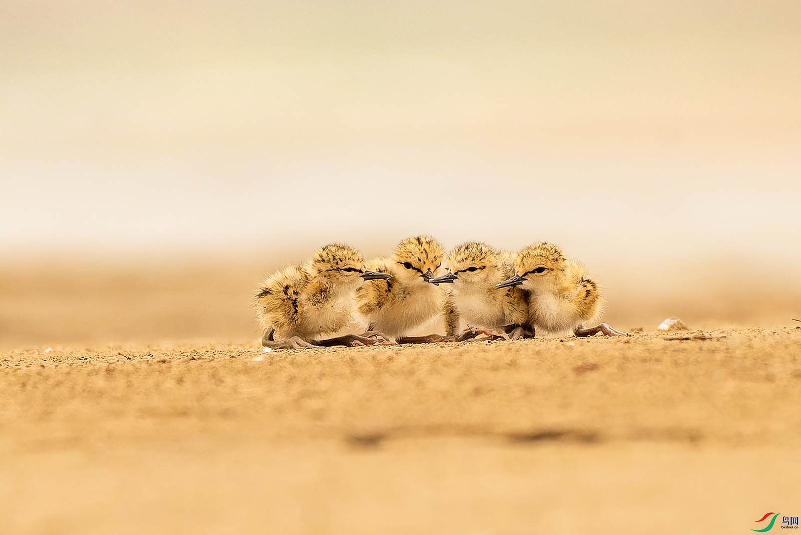 mmexport1717751240751.jpg