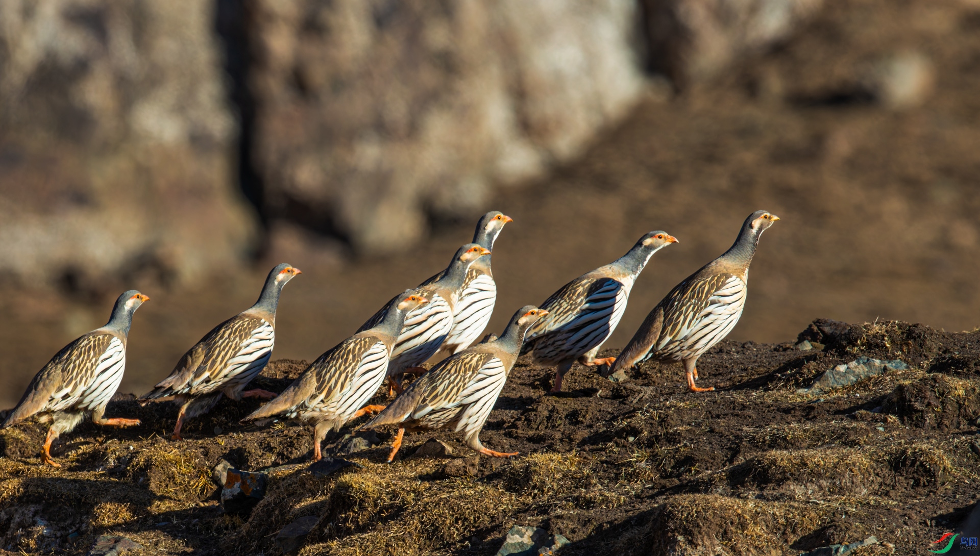 _R2I0162-CR2_DxO_DeepPRIMEXD-1.jpg