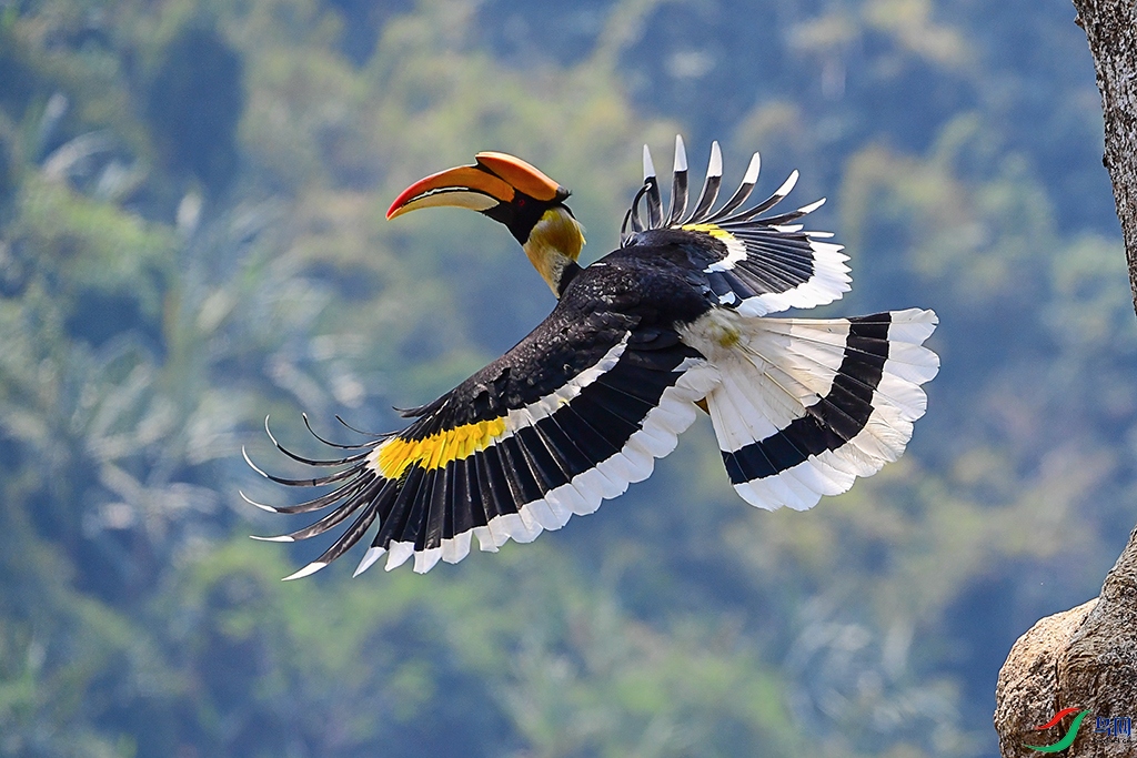 DSC_7662-1.jpg