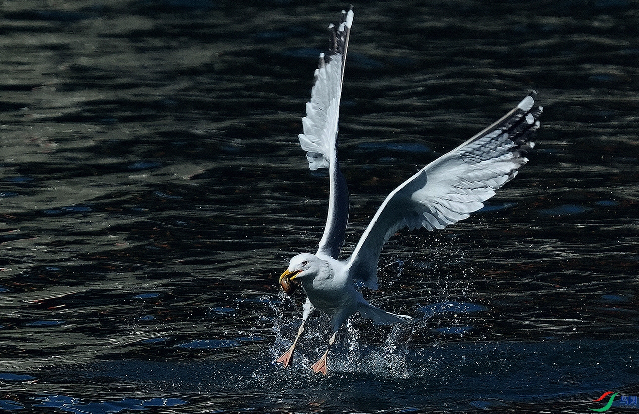 DSC08105.jpg