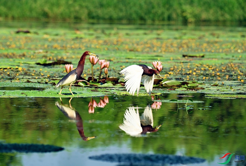 DSC_6365 - ����.JPG