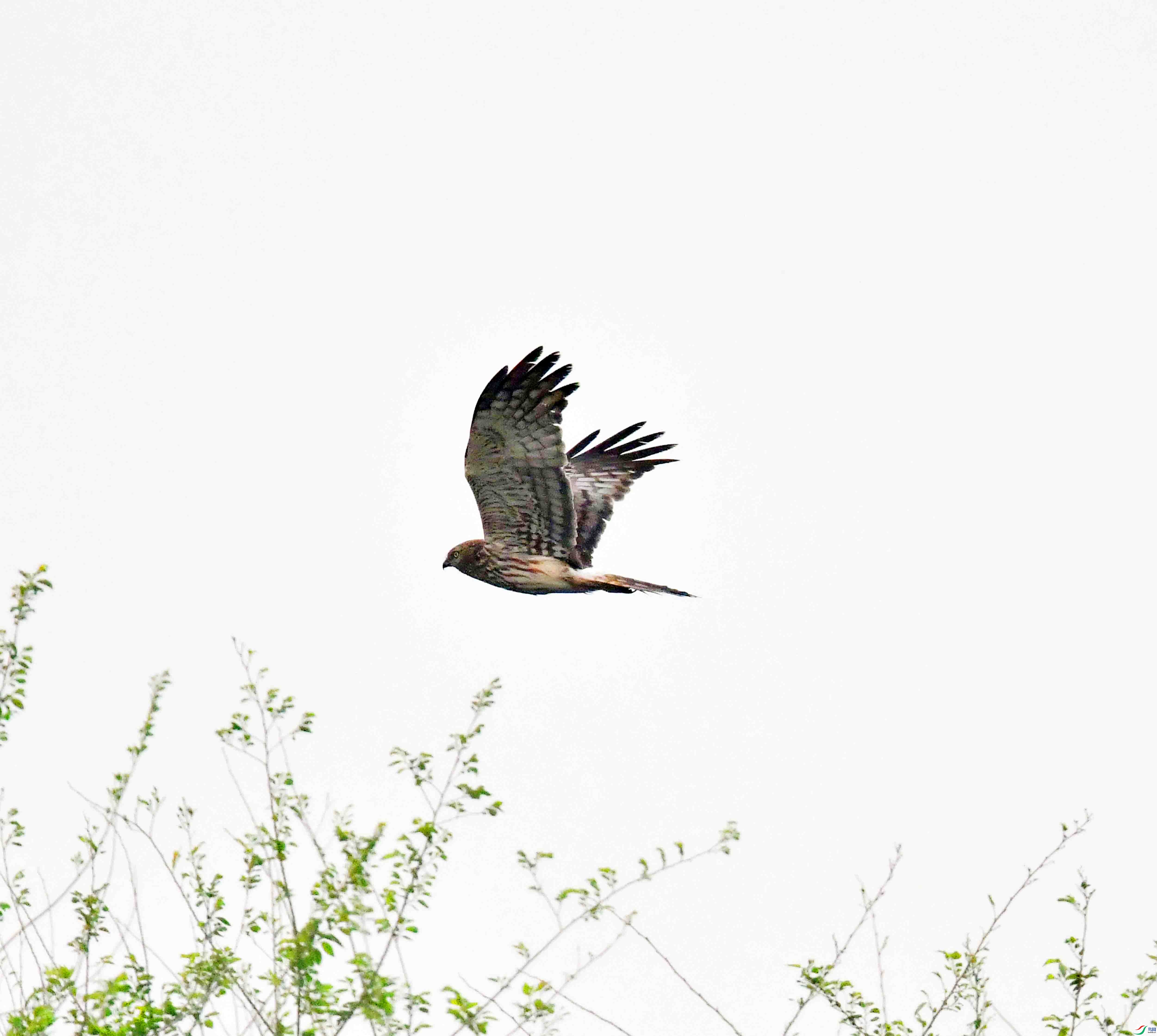 DSC_3317.JPG