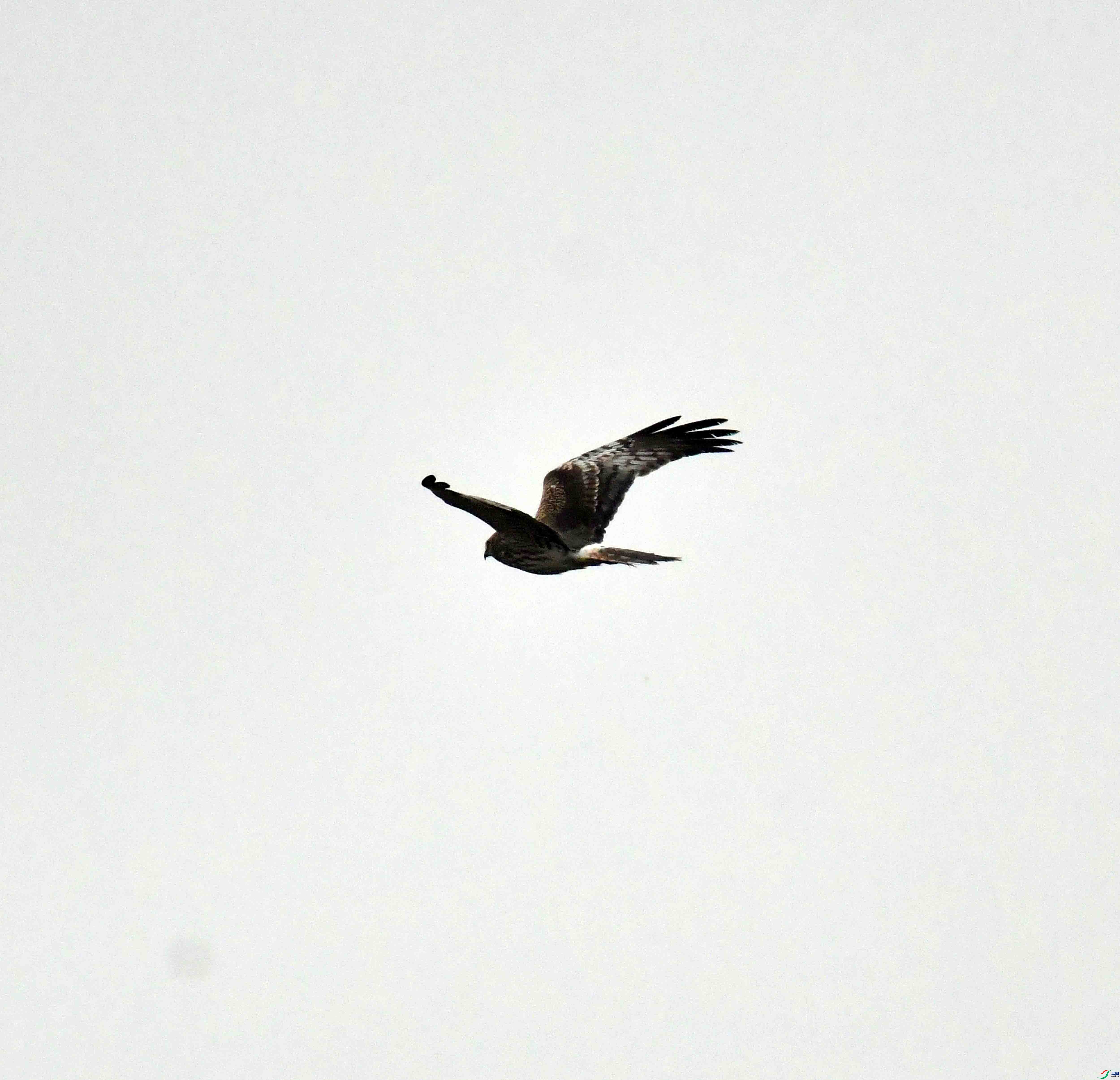 DSC_3325.JPG