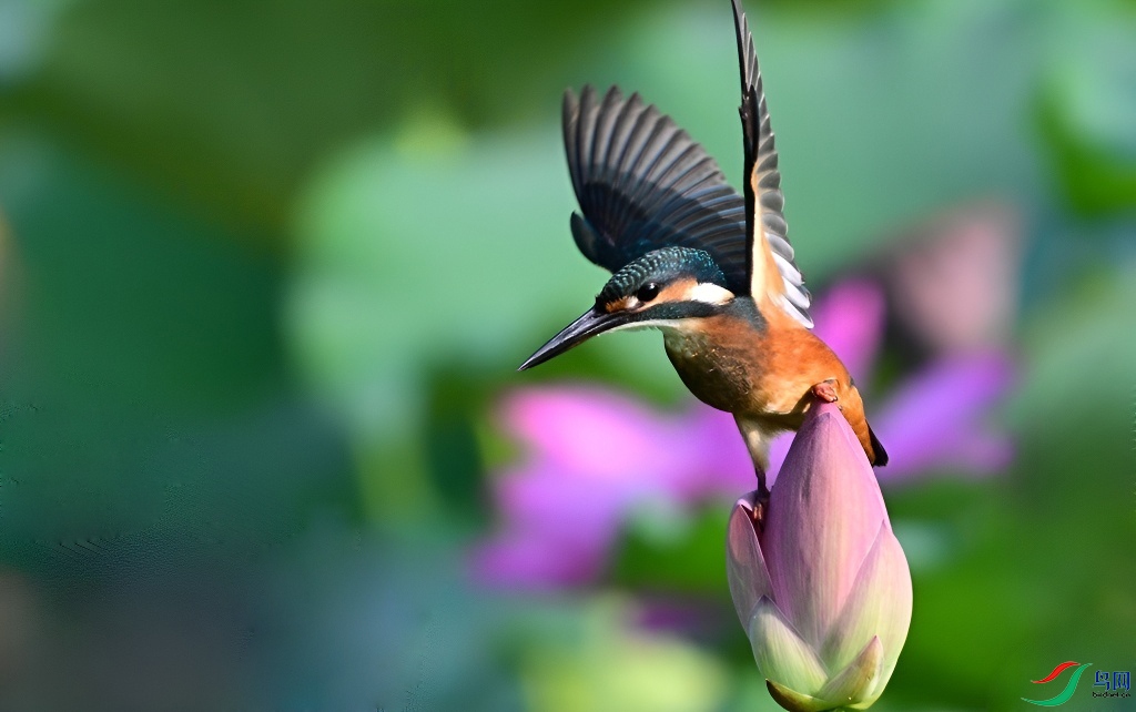 DSC_1327 - ����.JPG