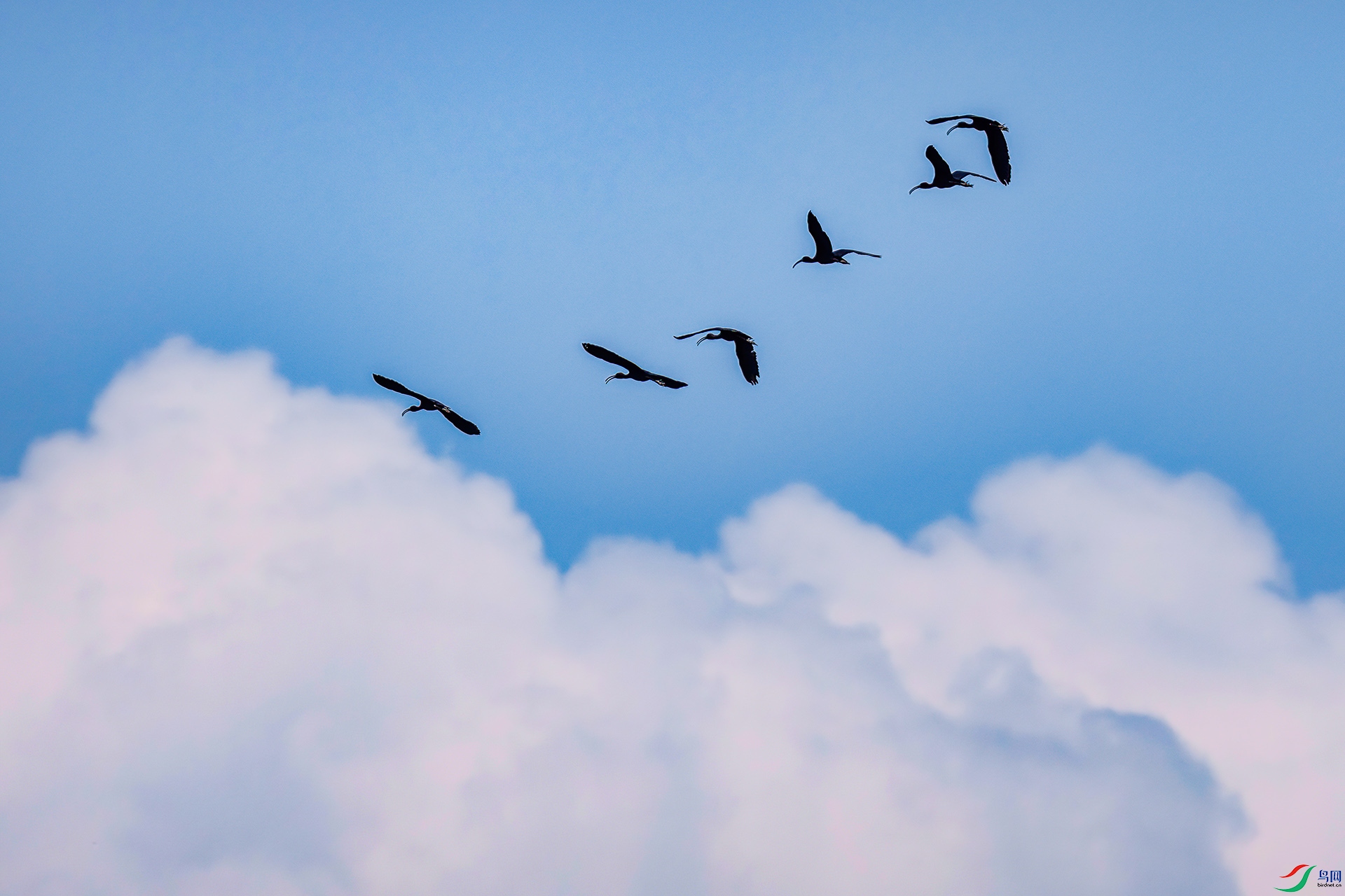 060A9859 ����-Sh----1 .jpg