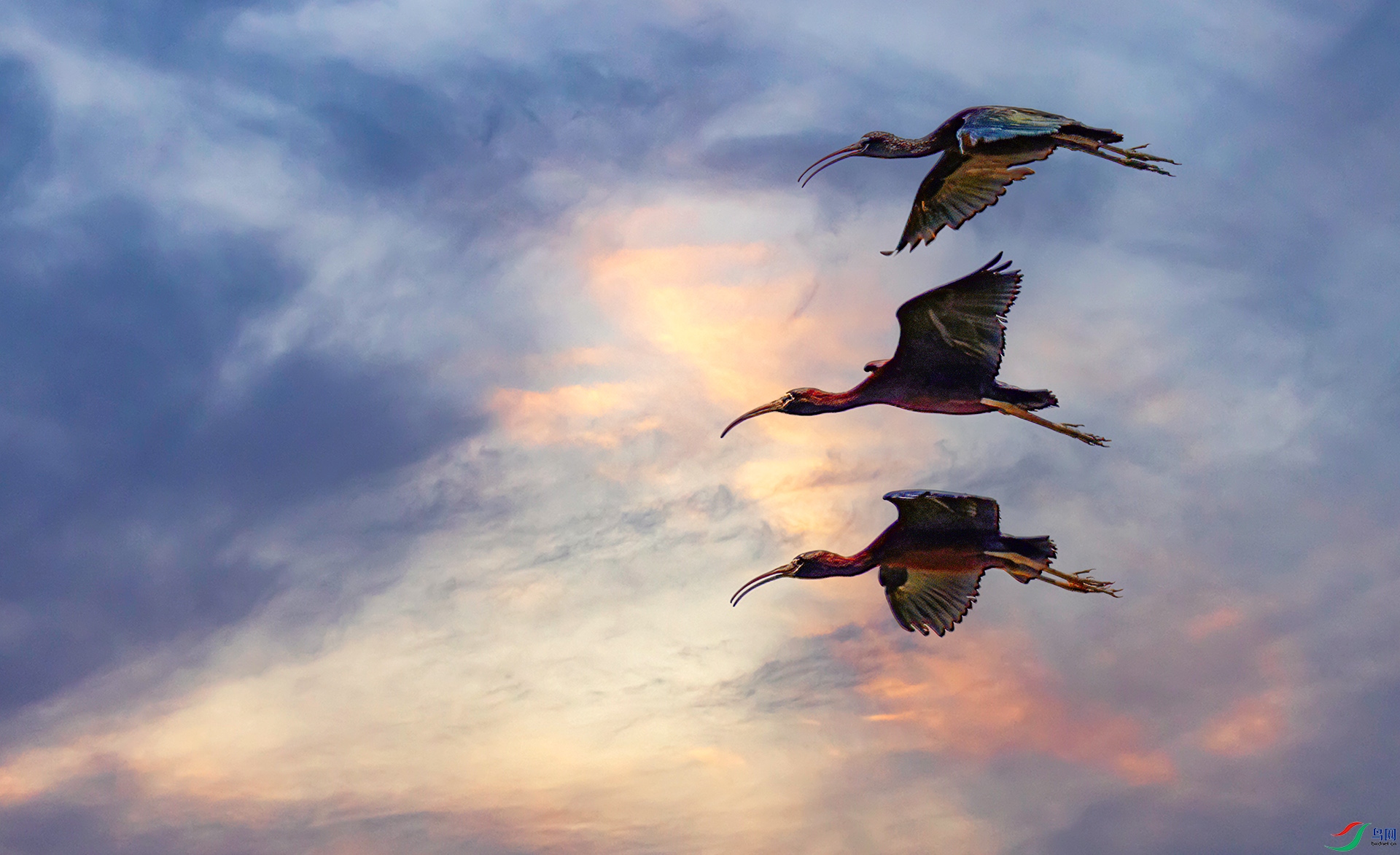 060A9604 ����-Sha---1 .jpg