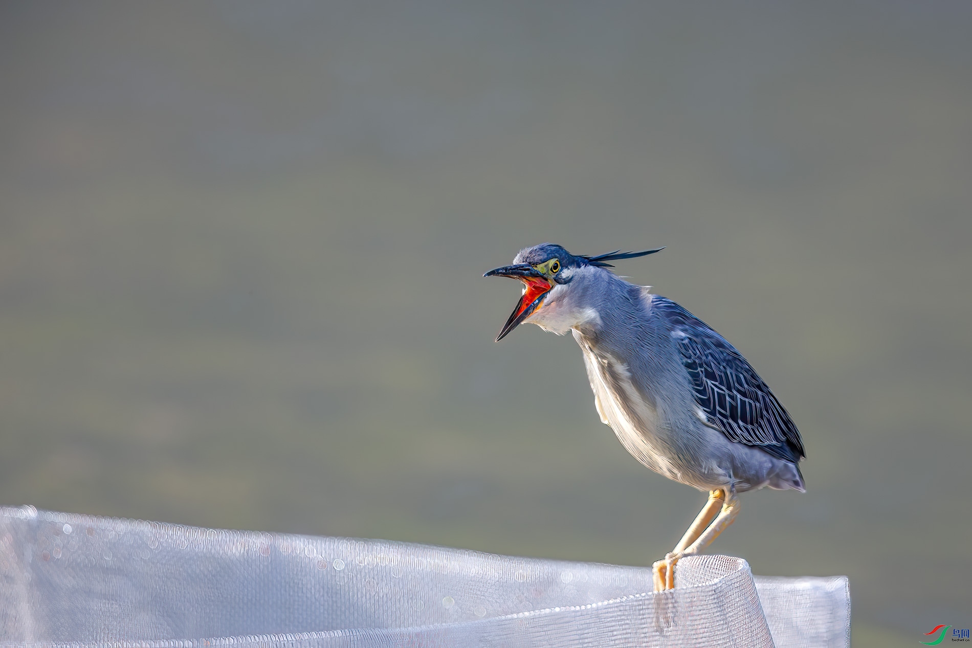 AQ4P0915-1.jpg