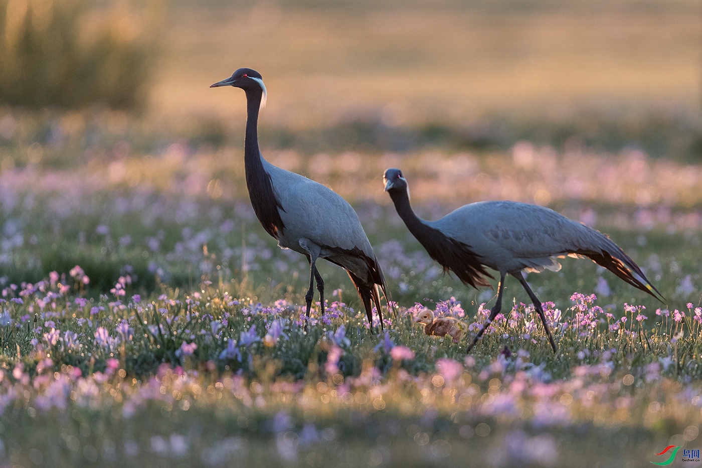 �����----ϥ�½��ӻ�����