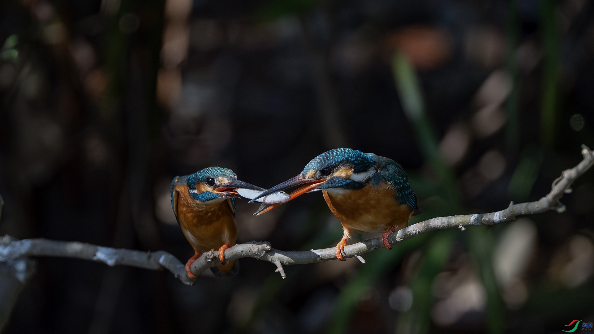 ����� ����.jpg