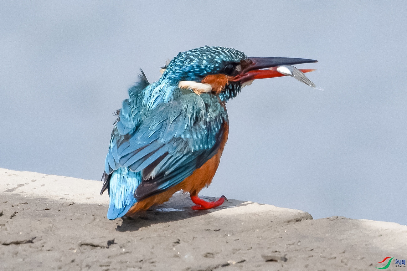 DSC_7555---.jpg
