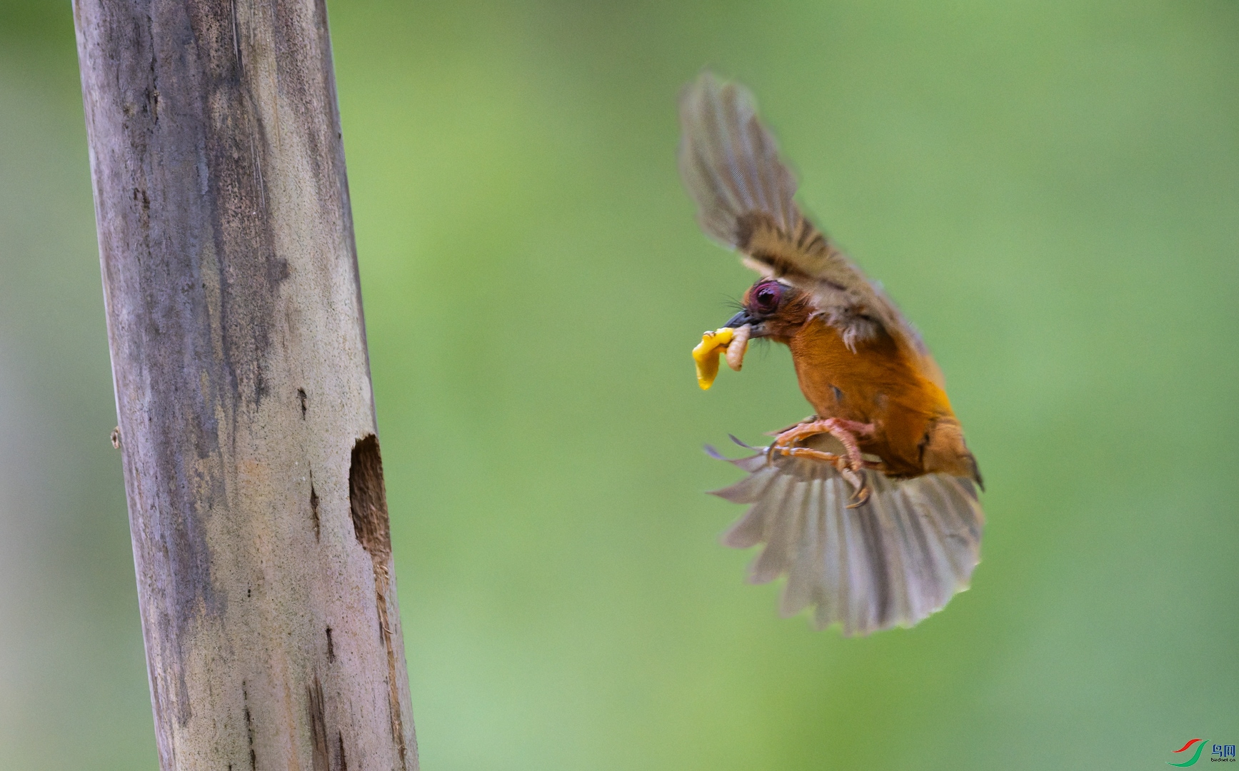 DSC_4406-DxO_DeepPRIME 3-2.jpg