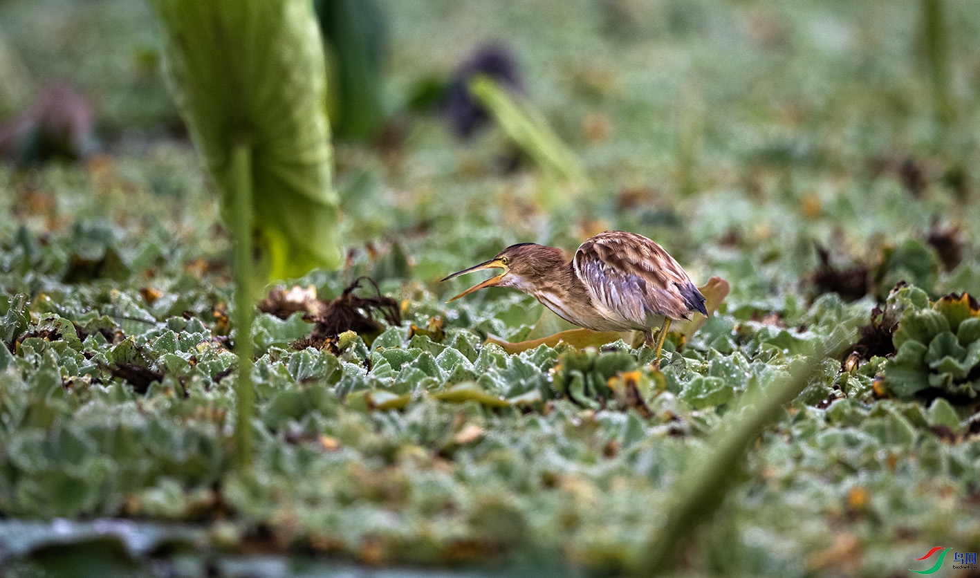 DSC_3099 ����.jpg