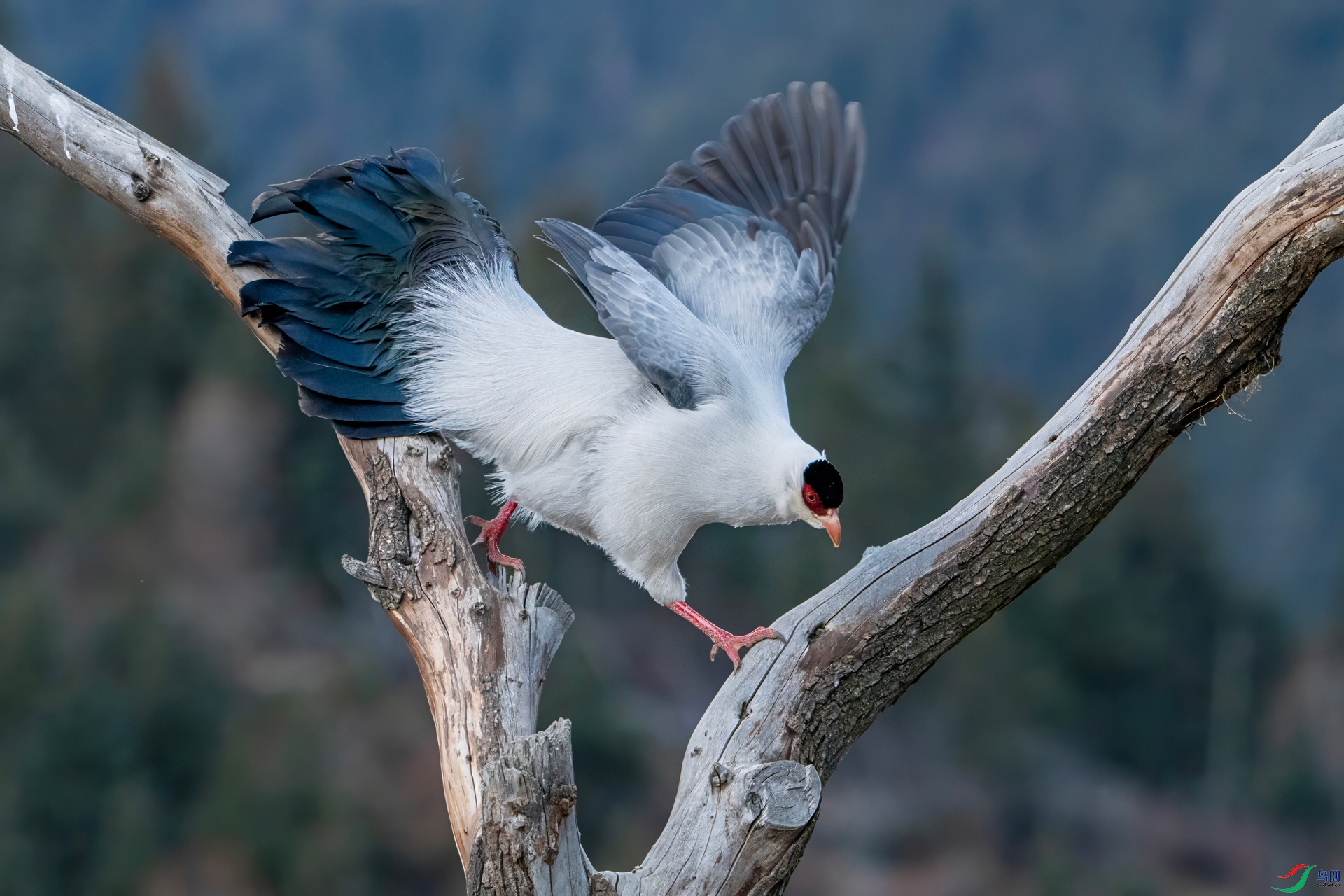 DSC_3903-denoise-sharpen.jpg