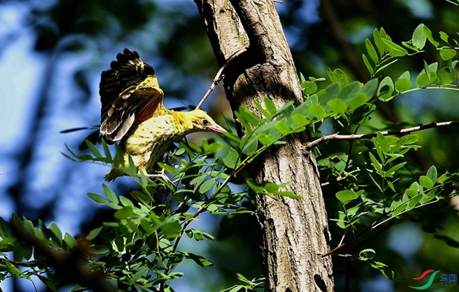 ·Ҫ�Լ��ߡ�