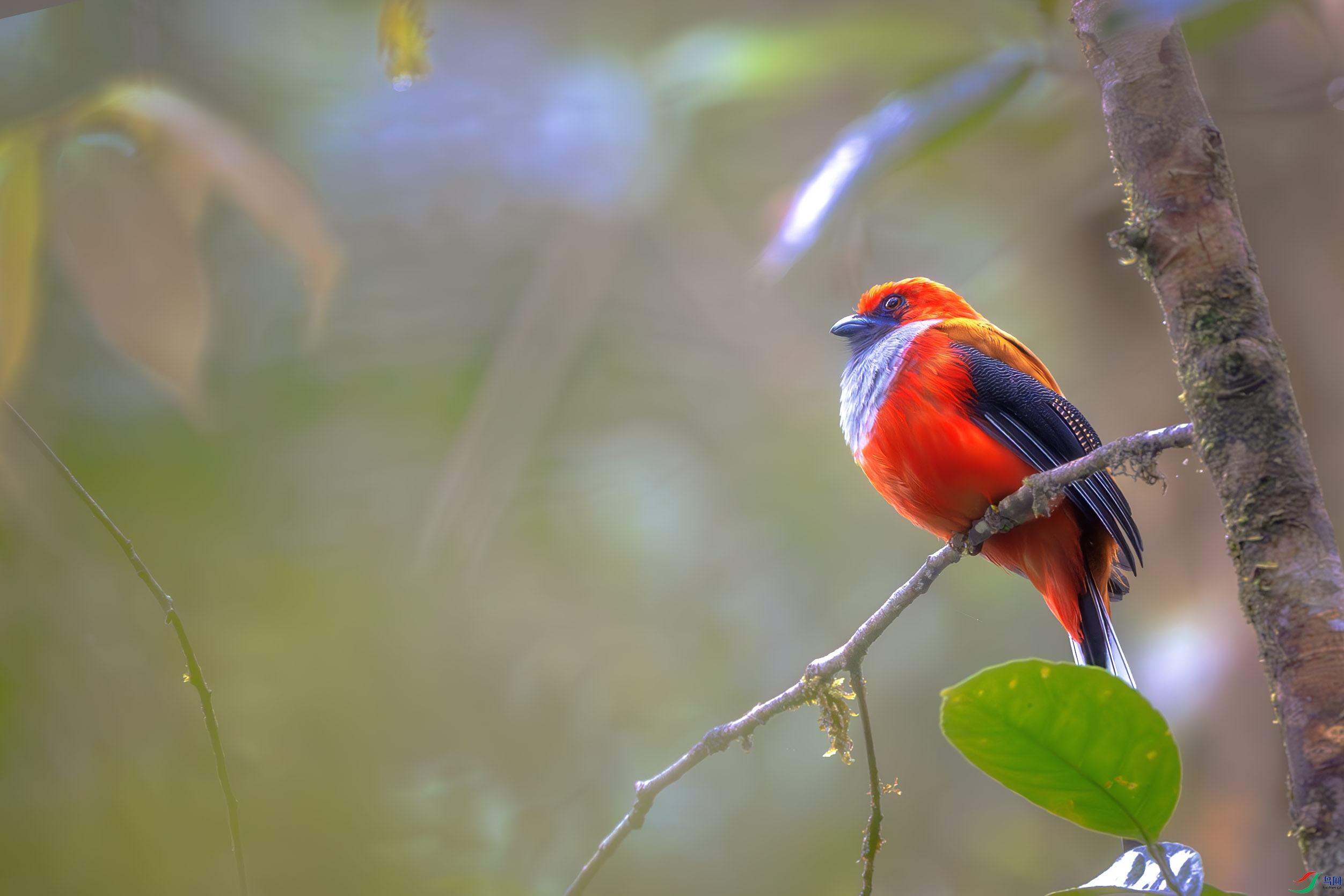 _DSC0313-����ǿ-NR ����1.jpg