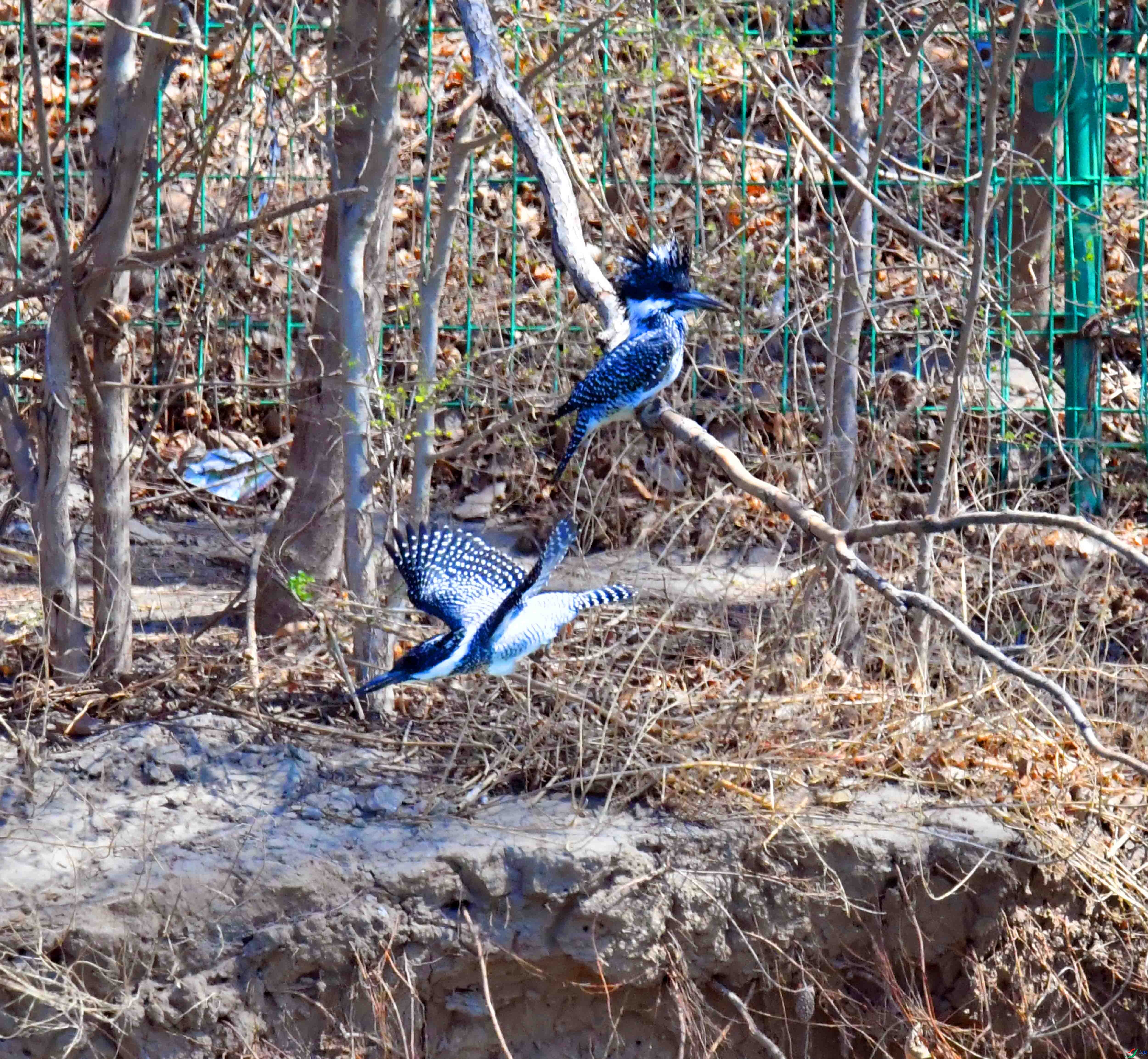 DSC_8693.JPG
