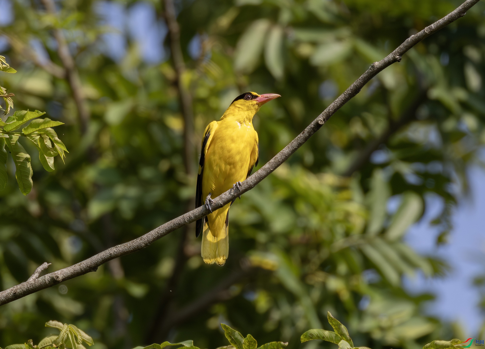 2I1A1134-����ǿ-NR ����.jpg