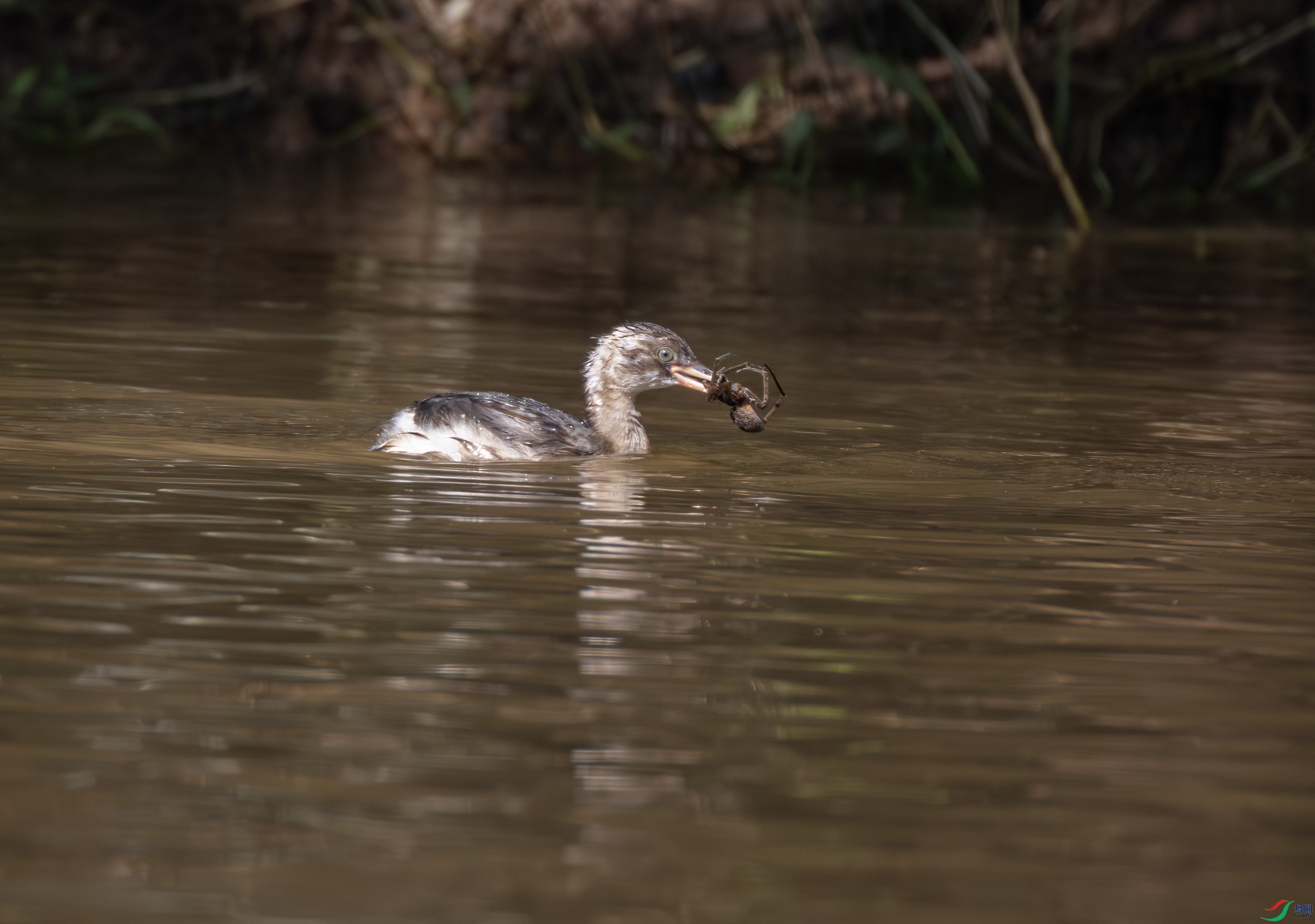 2I1A1147-����ǿ-NR ����.jpg