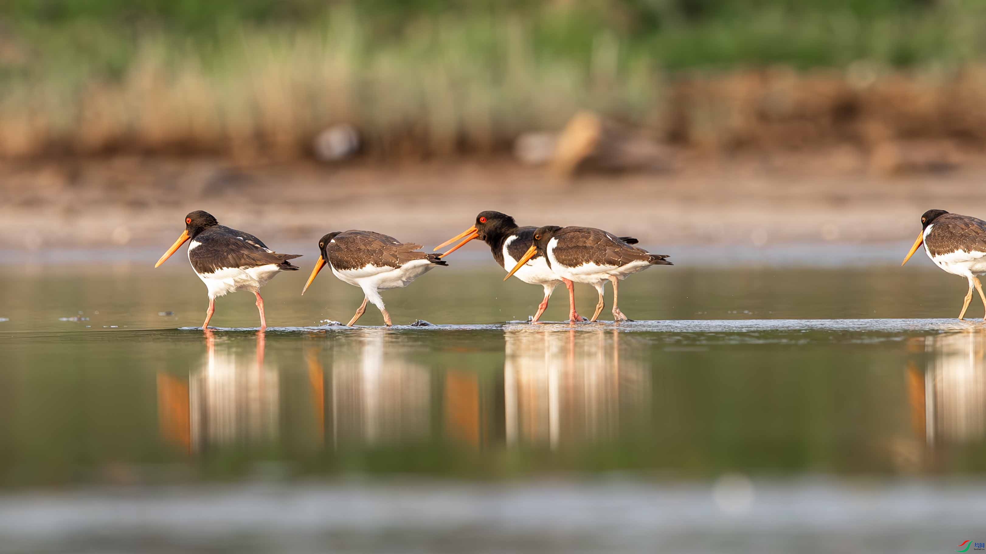 DSC_1908-����ǿ-NR ����.jpg