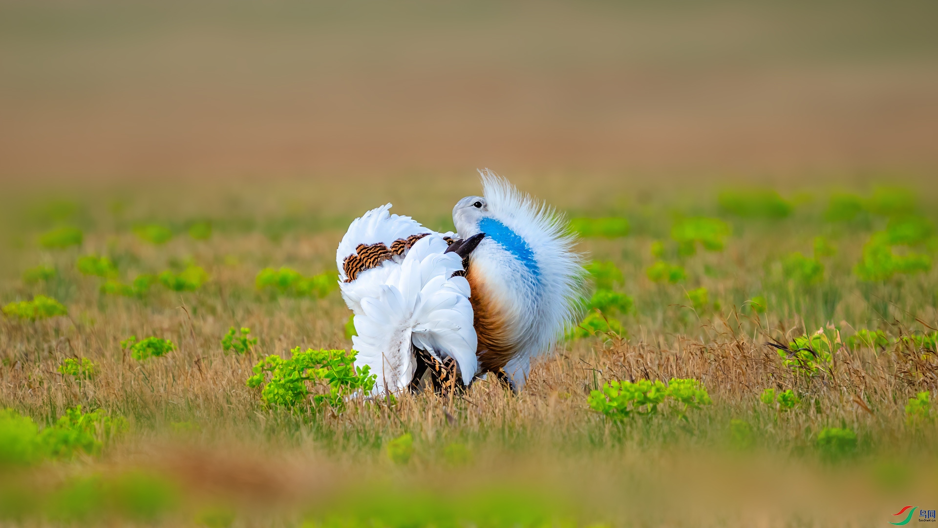 DSC01950-1.jpg