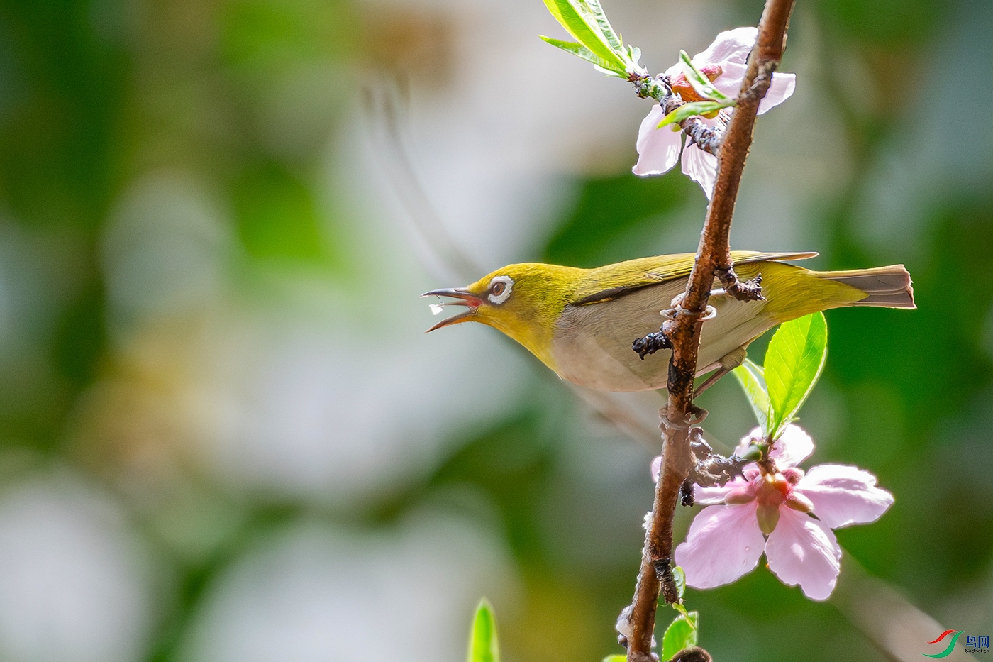 DSC_6105-AB.jpg