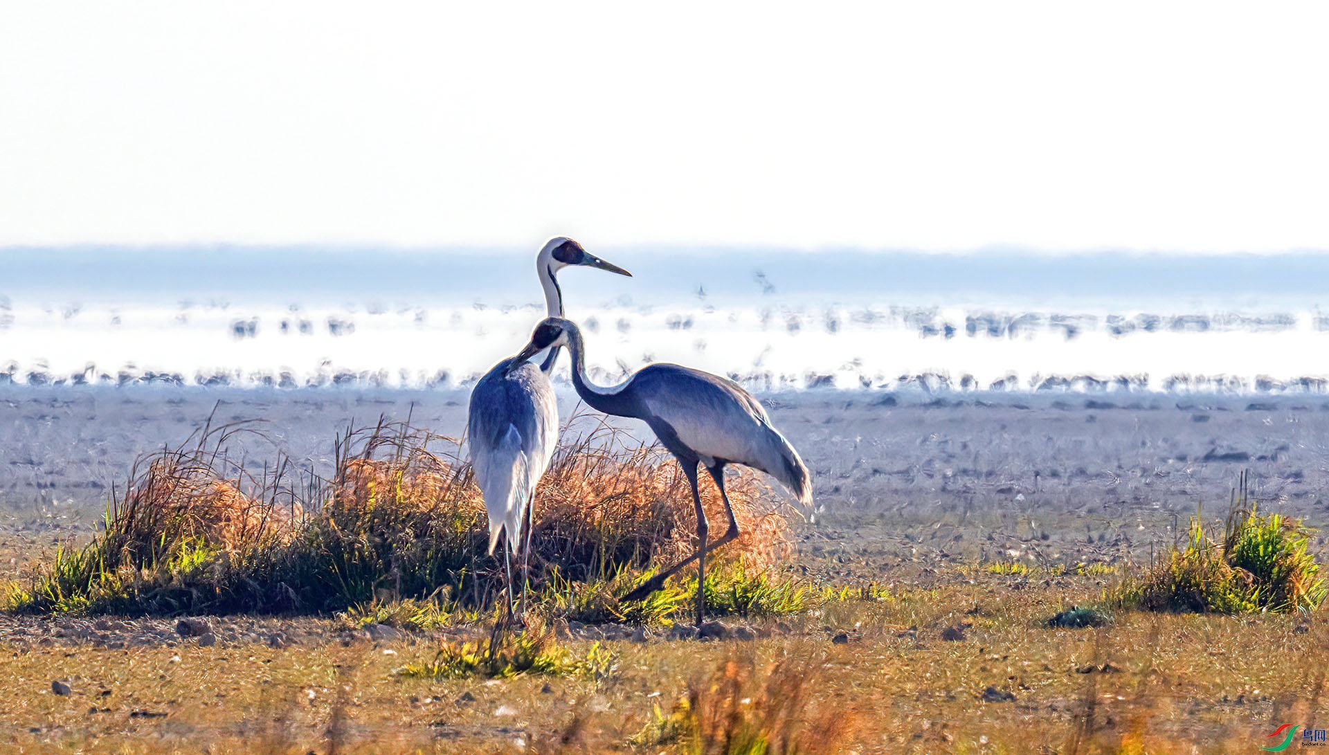 407A6818 ����-Sha-----1 .jpg