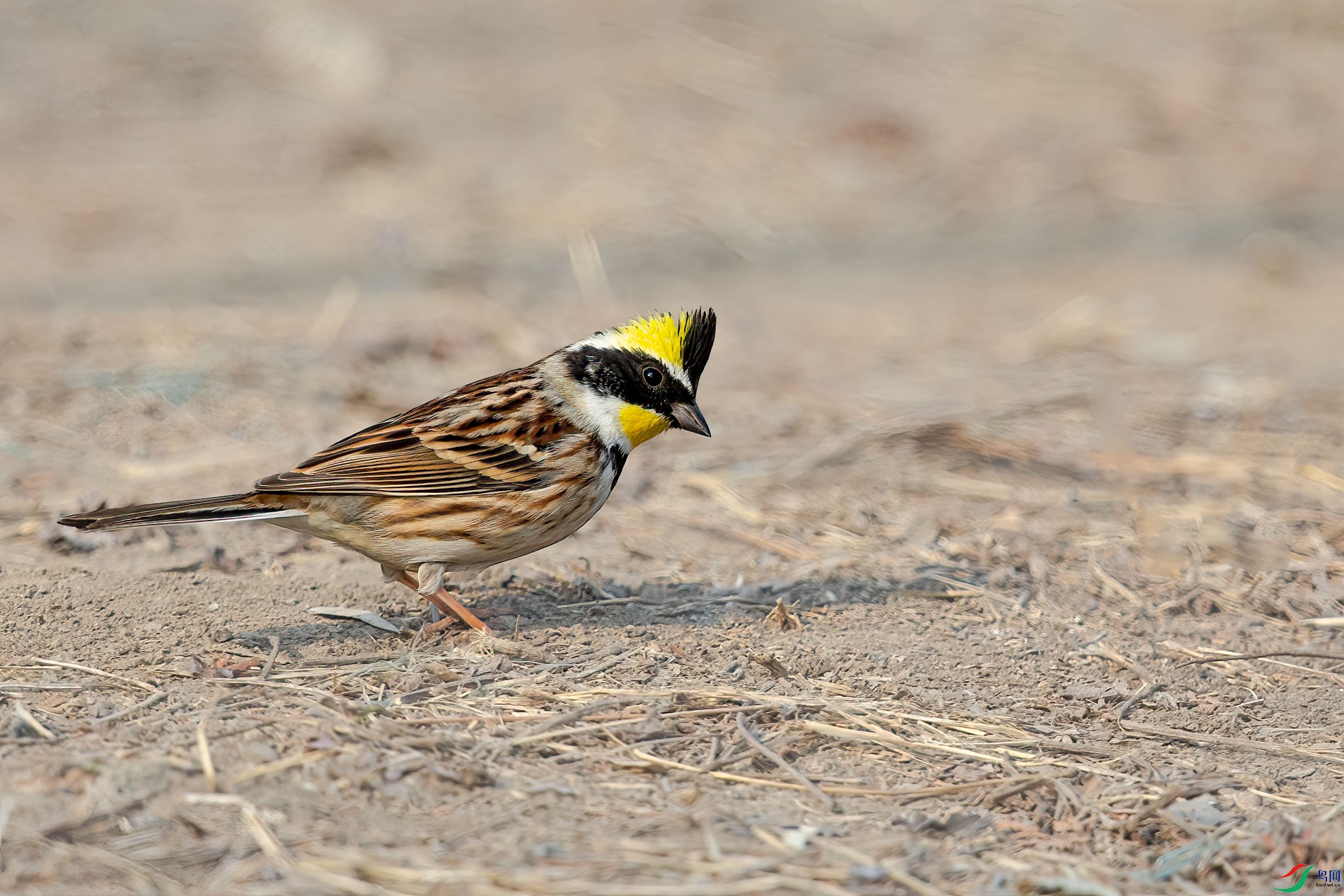 AQ4P8525-1.jpg