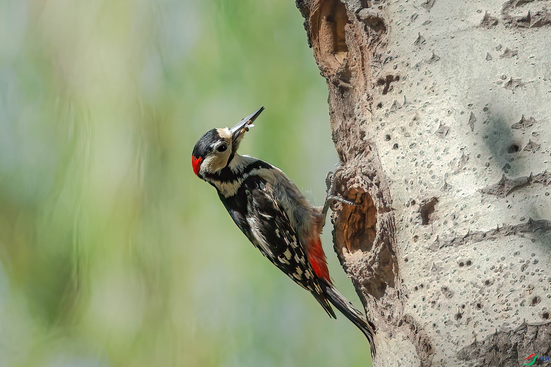 AQ4P9742-1.jpg