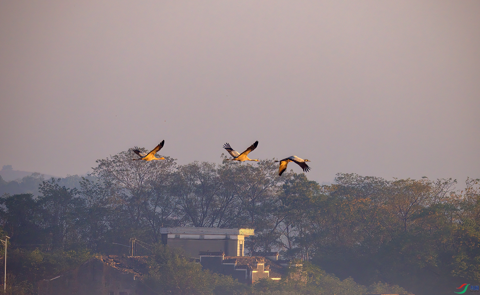 407A2019-Sha----1  .jpg