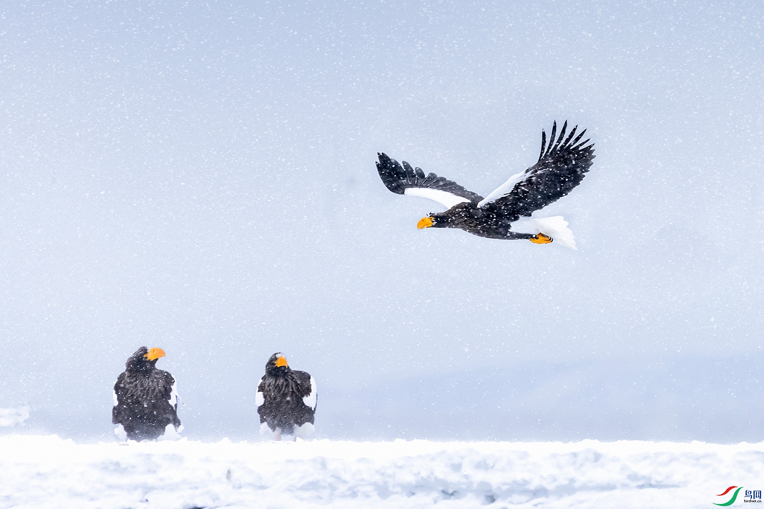 ��ͷ����----ѩҰ���˹�Ϸѩ