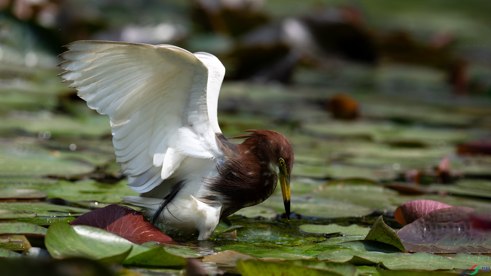 DSC_7863.jpg