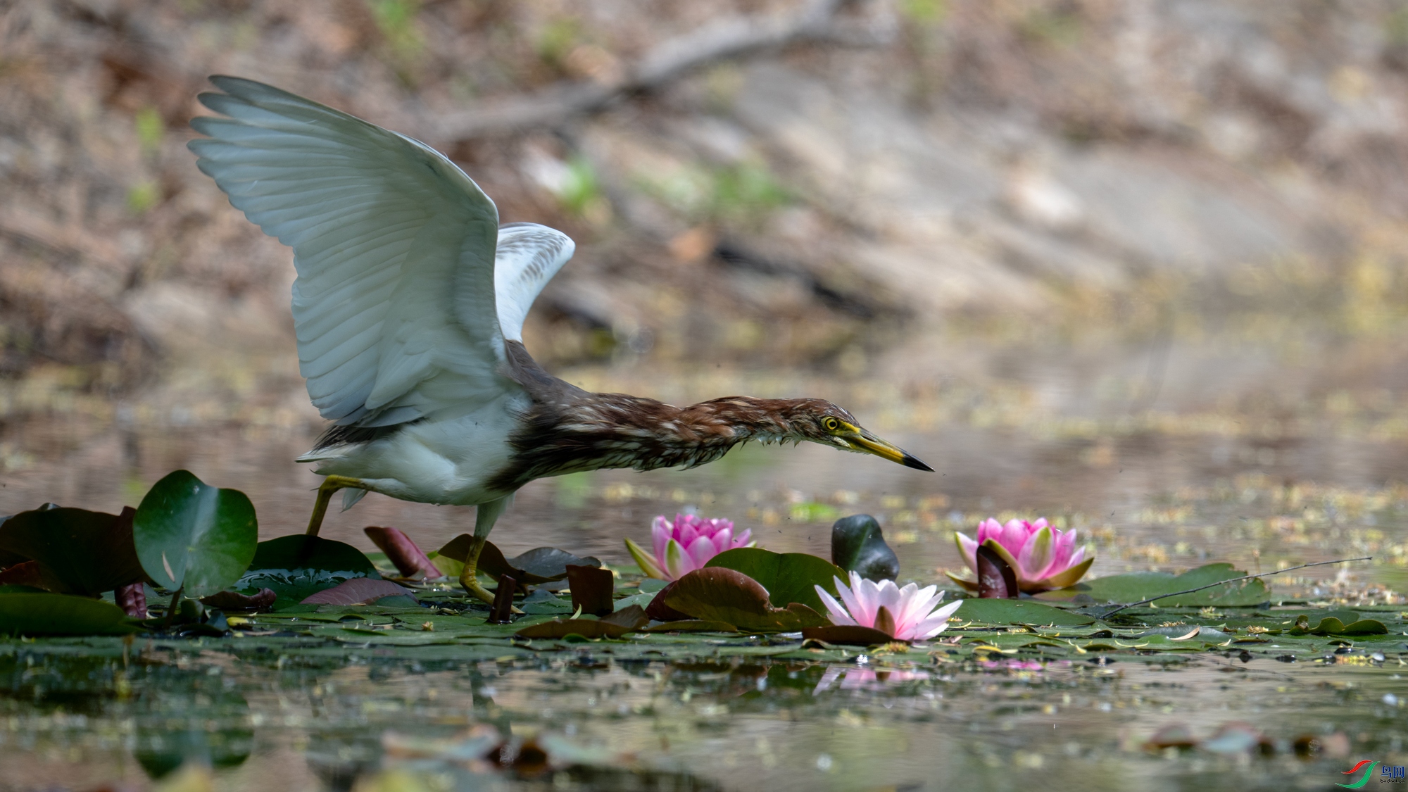DSC_7457.jpg