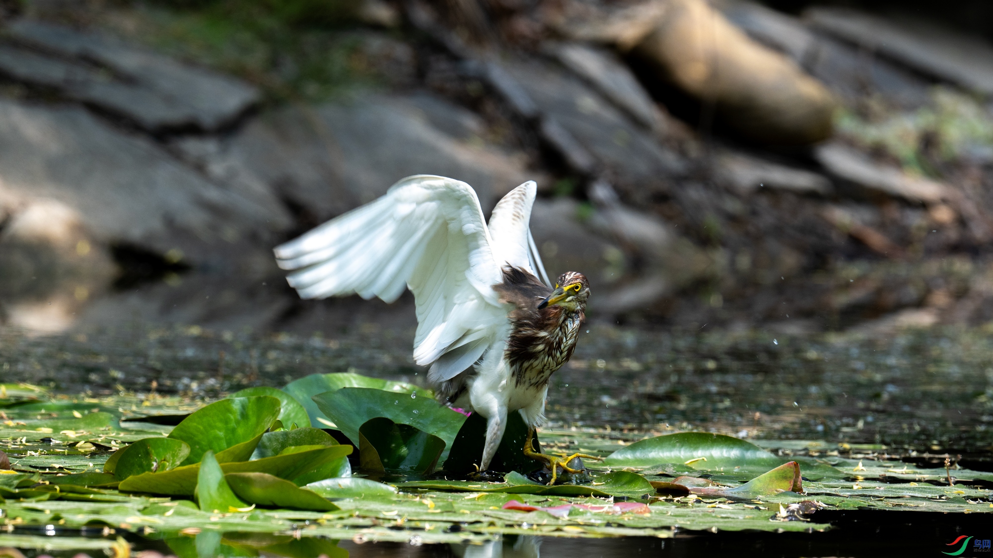 DSC_7432.jpg