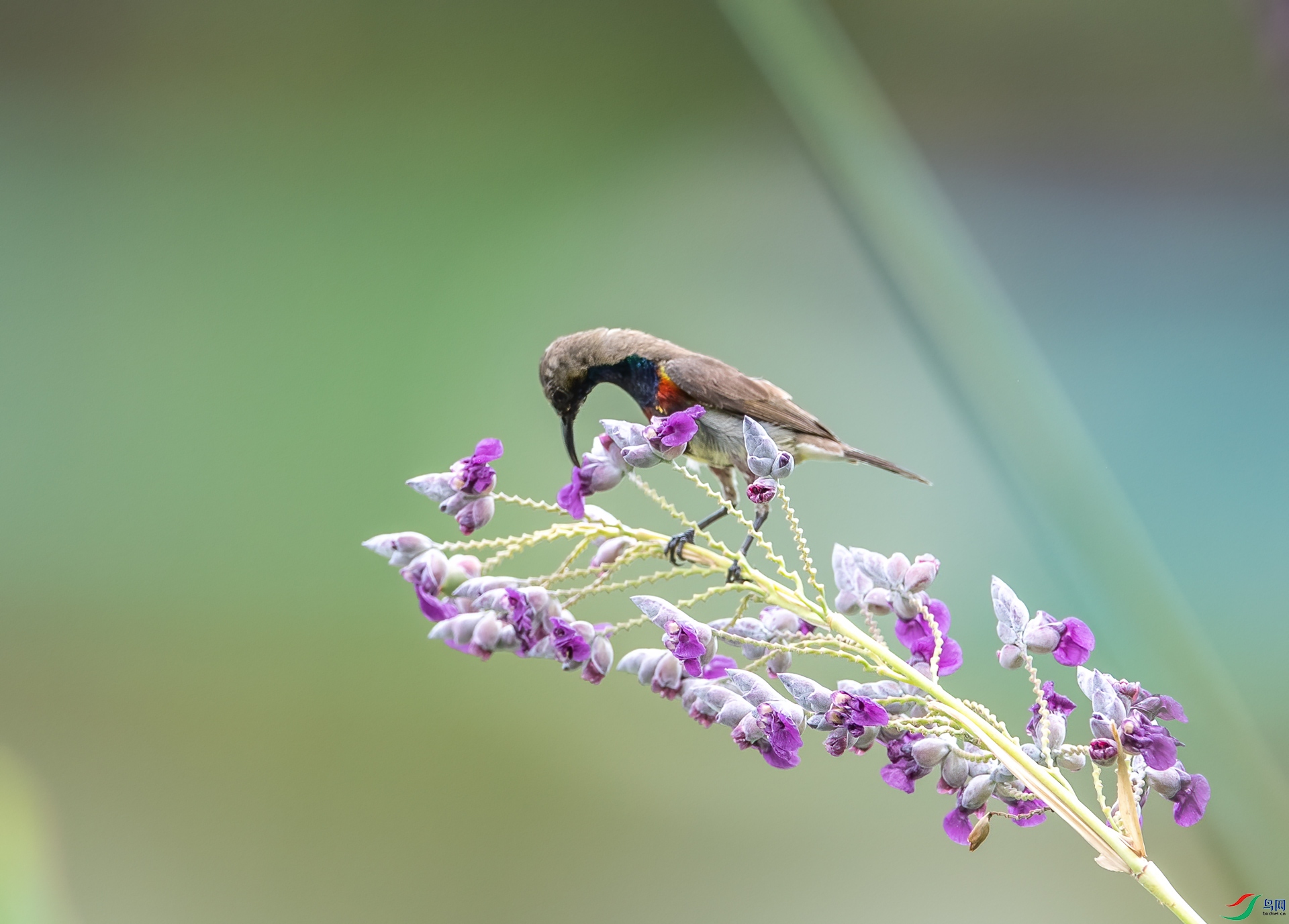 DSC_6420.jpg